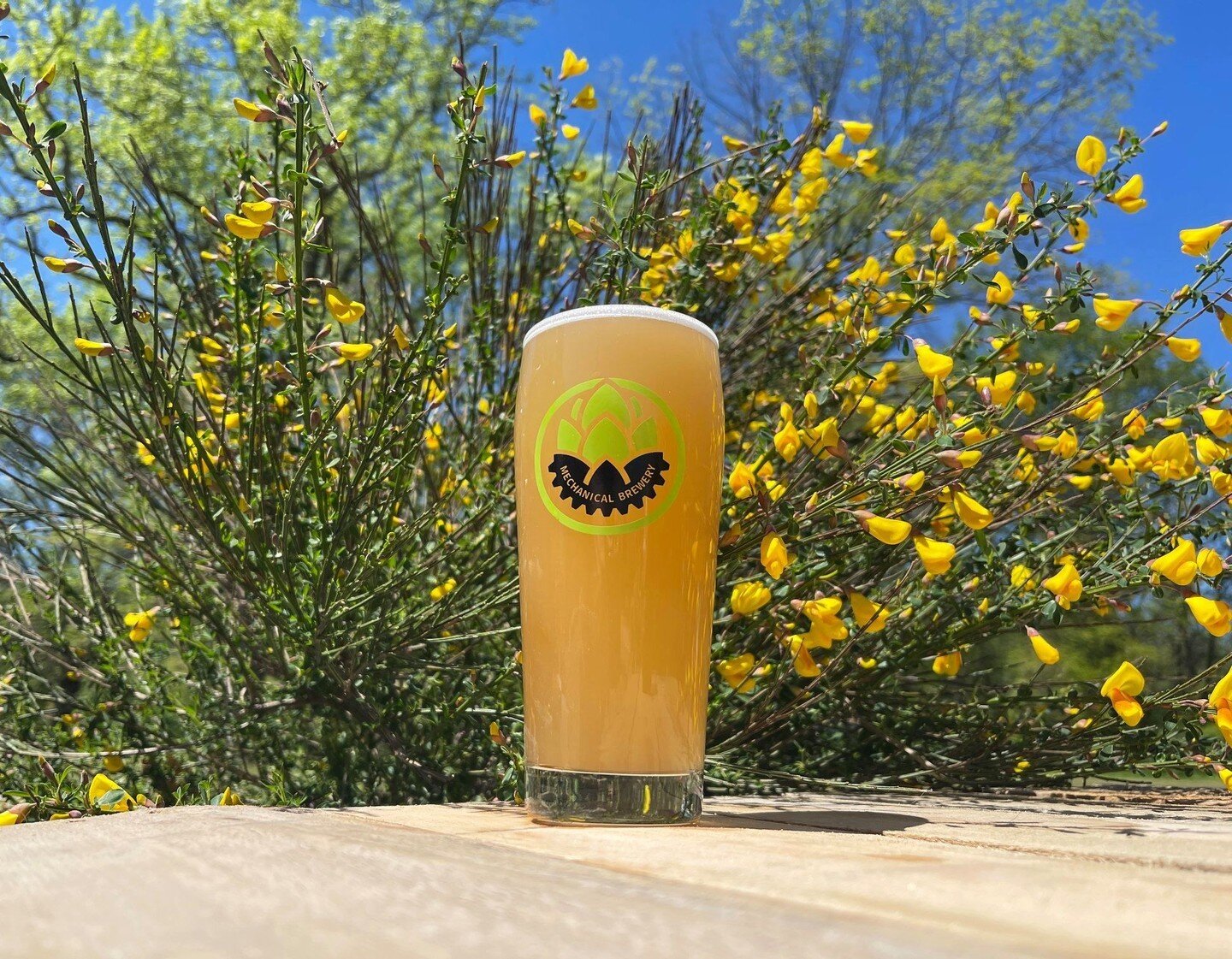 Happy Earth Day! No better way to celebrate Mother Earth than to spend the afternoon outdoors with a cold beer in hand. Stop up to Mechanical today and enjoy something delicious from 12-10pm.

#mechanicalbrewery #hazyipa #mechanicalbrewery #americanc