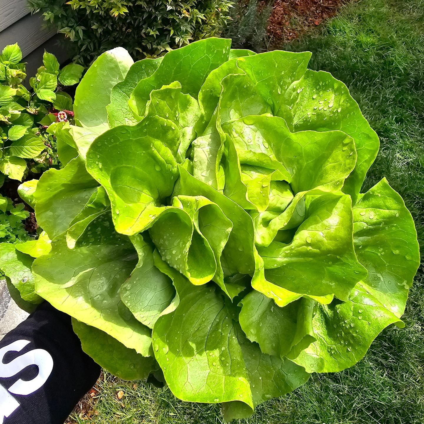 First butterhead lettuce harvest of the season! My garden is already overflowing with gorgeous lettuce, spinach, and kohlrabi. Very excited for this year's garden 🌱🥬🥗