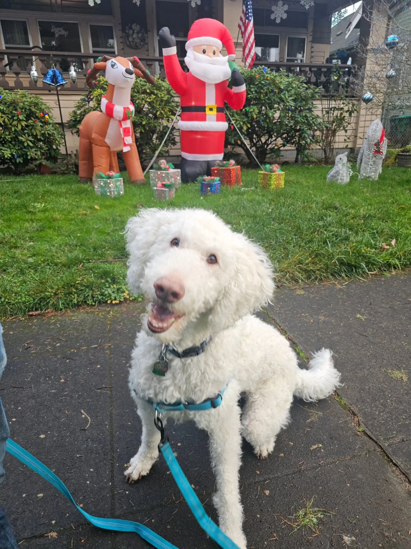 This very good boy wishes you all the brightest and merriest day ever 🎄❤️