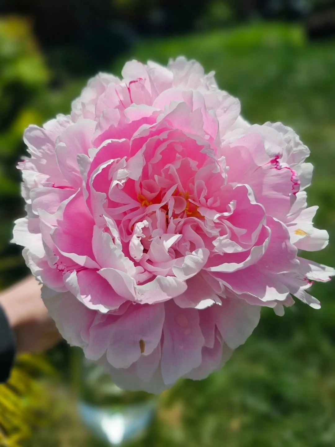 Proof of life 🌿

It has been a tough couple of weeks, but we are getting through it 💖 

Things that are bringing much-needed joy:

Flowers from our garden (this is the first peony grown from the bush I planted last year!)
A cuddly dog
Nonsense word