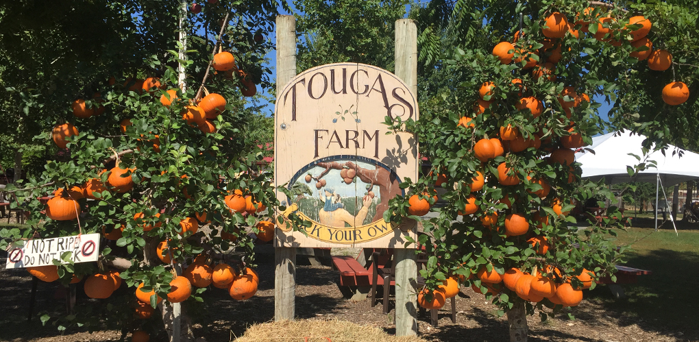 Pumpkin-Tree.jpg