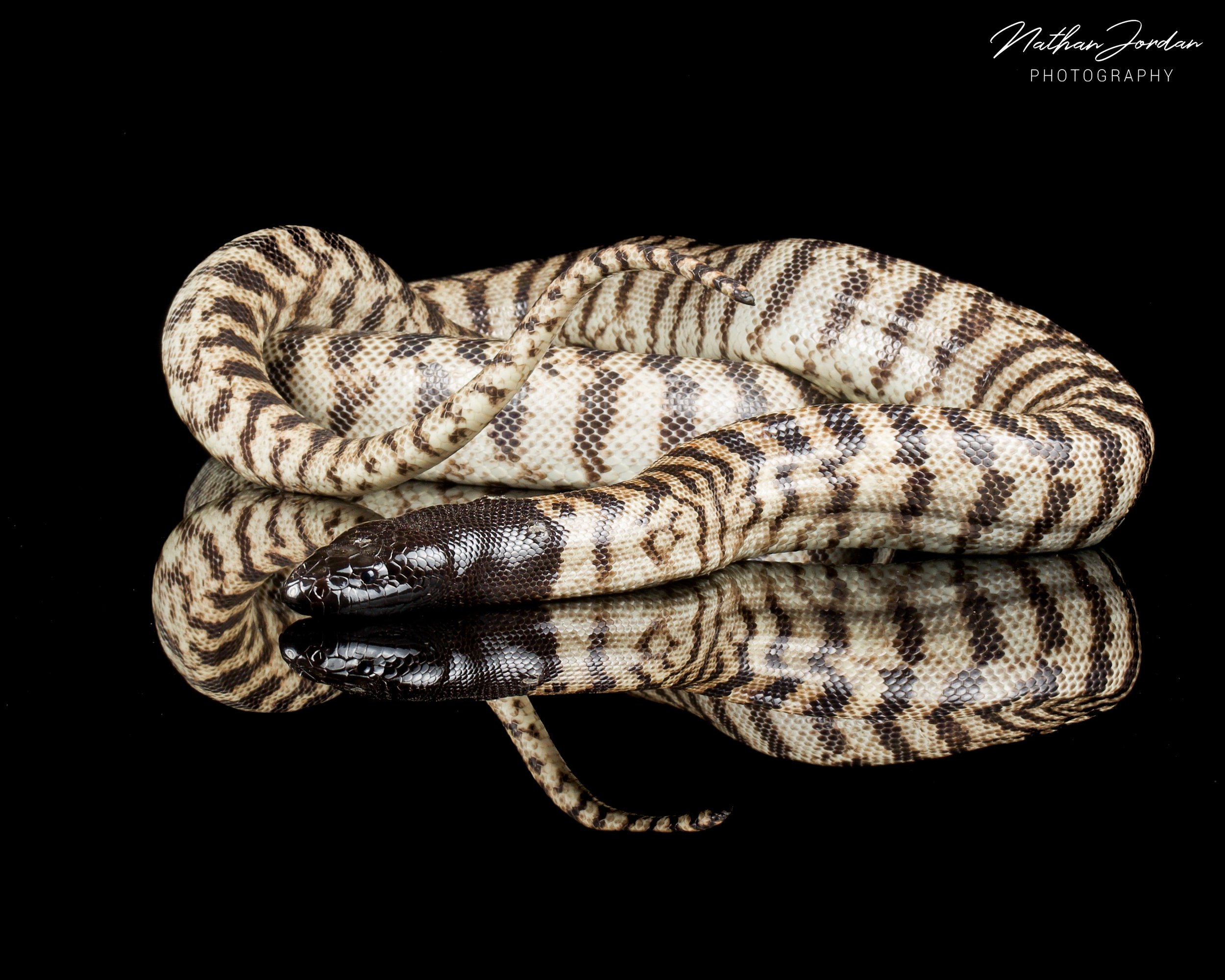 Black headed python 3.jpg