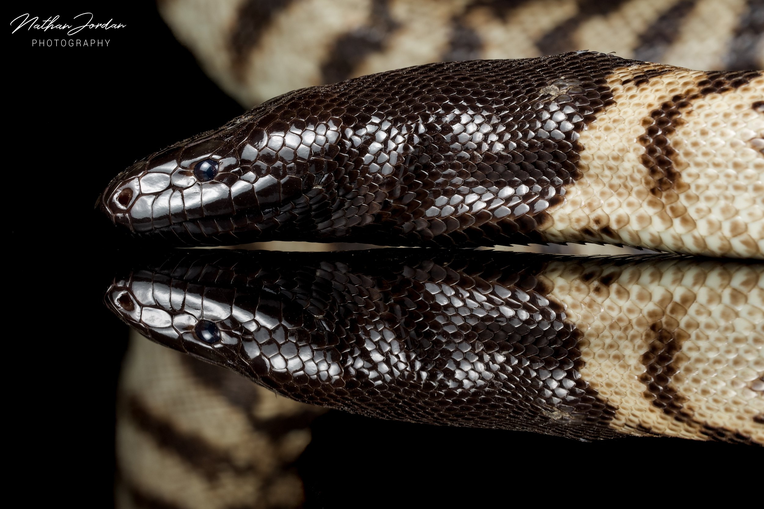 Blackheaded python 2.jpg