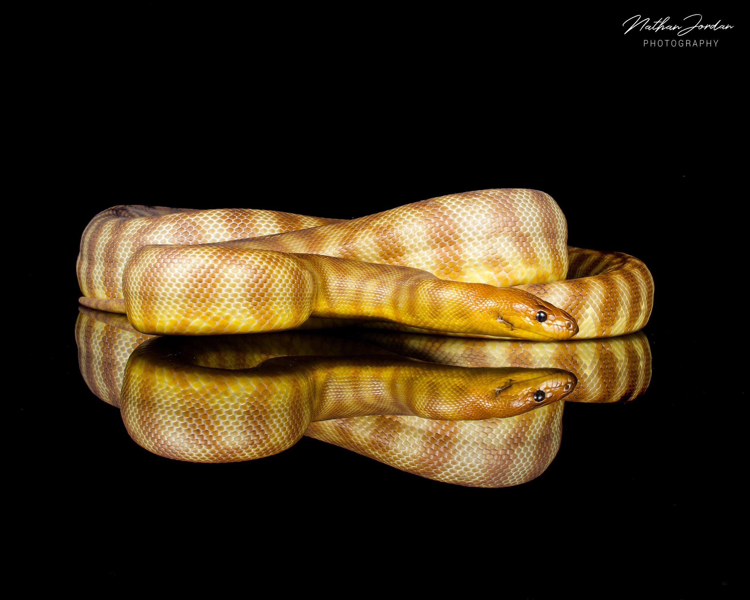 Woma python 7 ZH.jpg