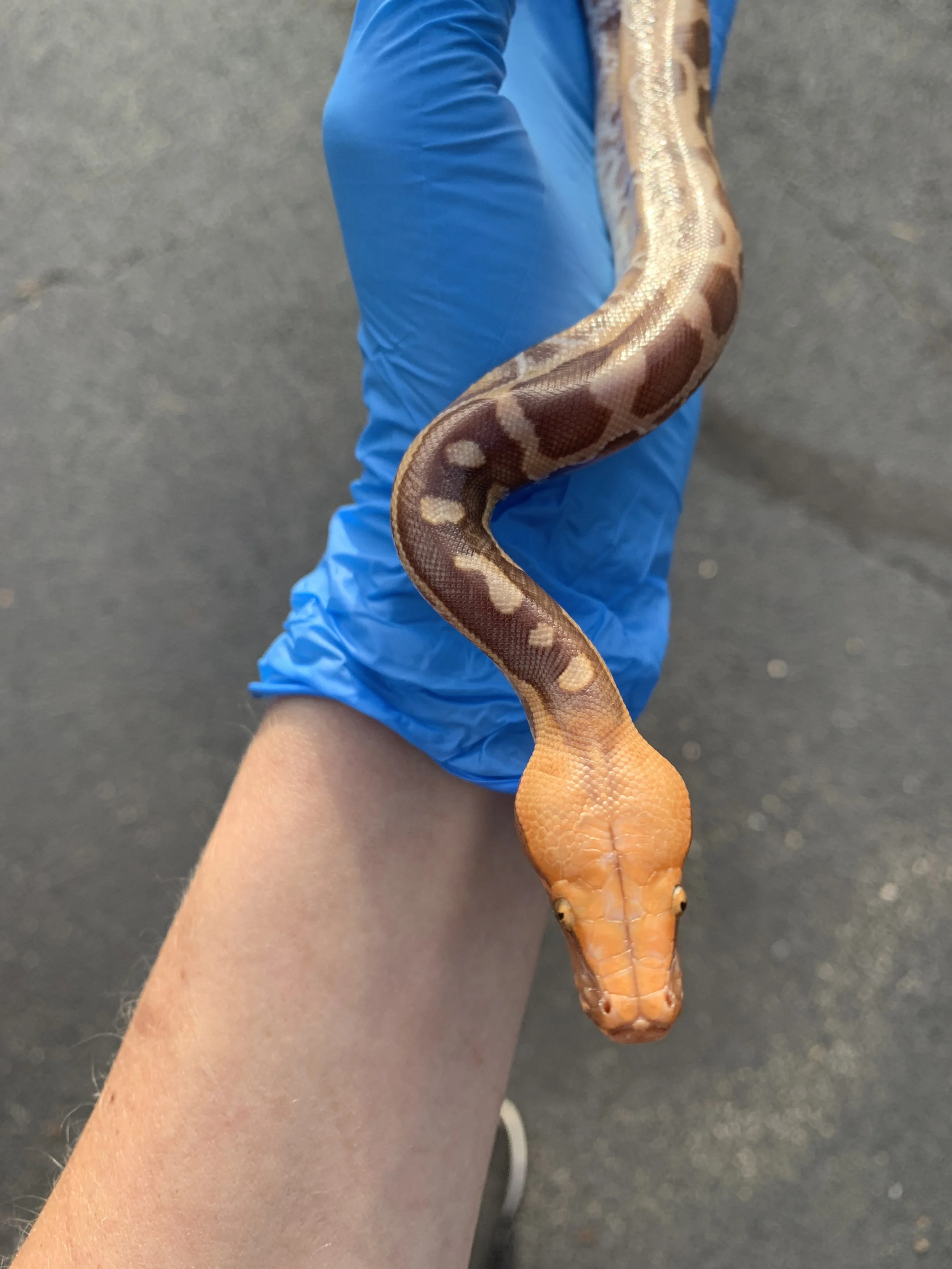 Available Other Reptiles — Zion Hill Exotics