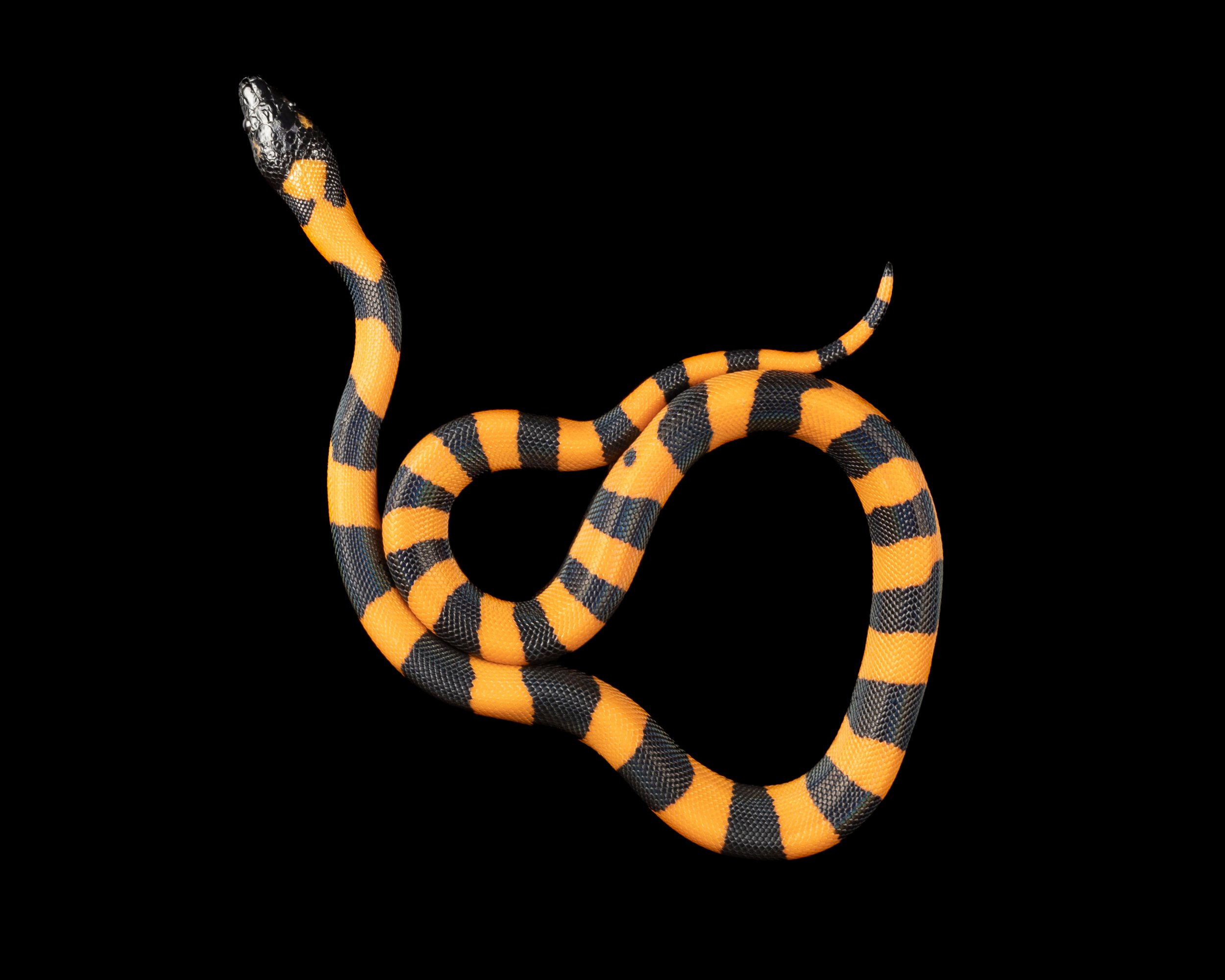 Ringed python ZHE 11 no wm.jpg