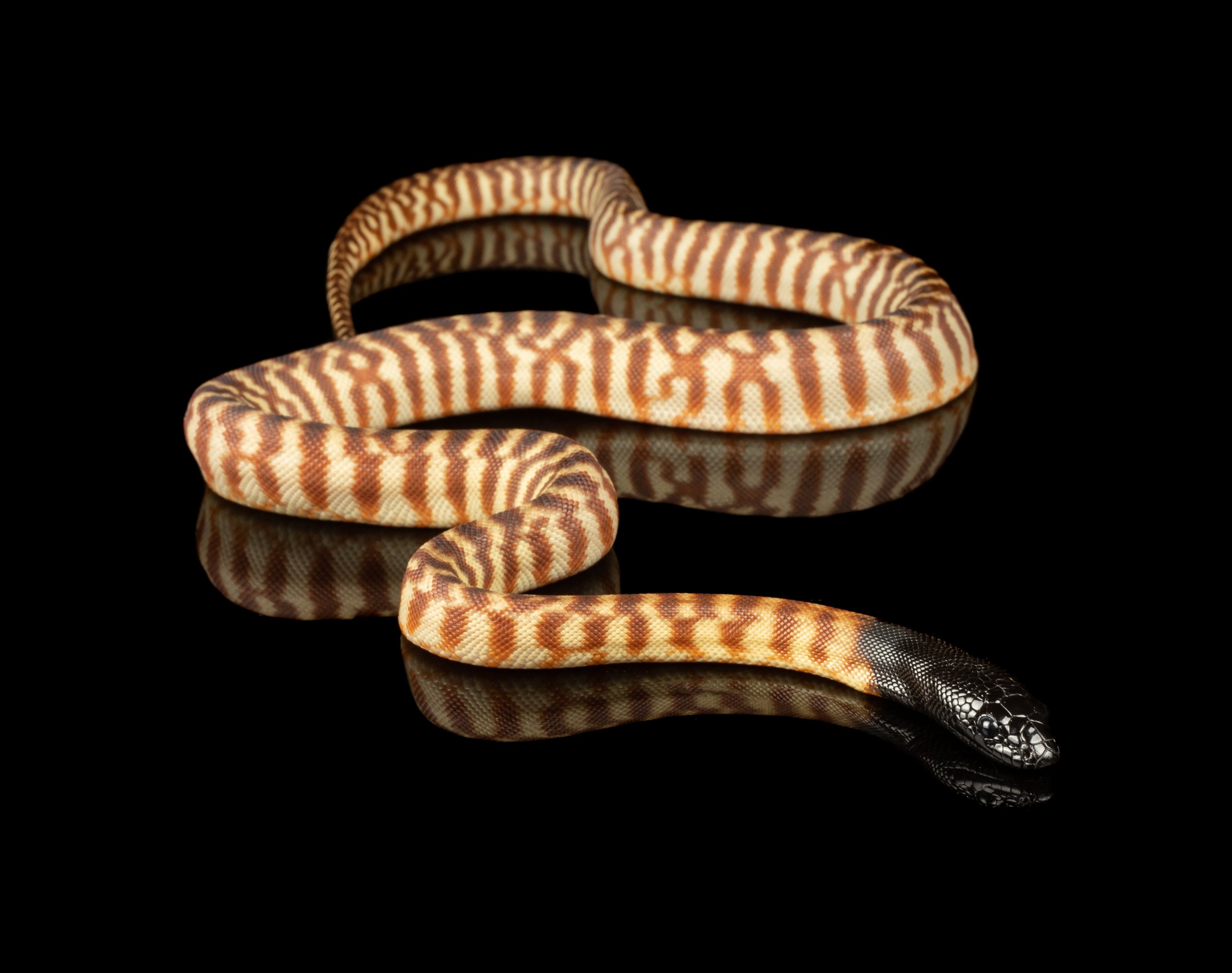 Black headed python ZHE 2023 2 no wm.jpg