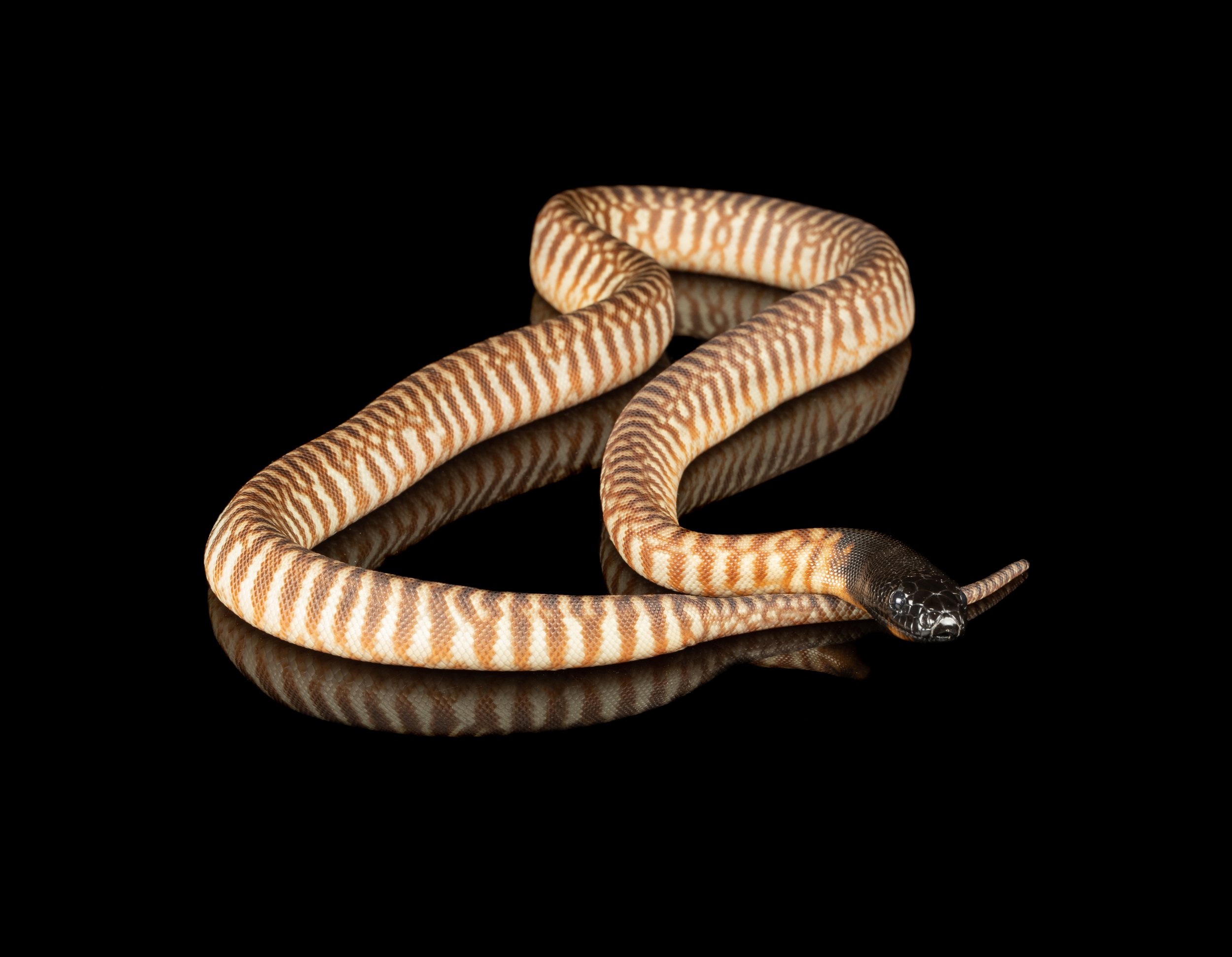 Black headed python ZHE 2023 1 no wm.jpg