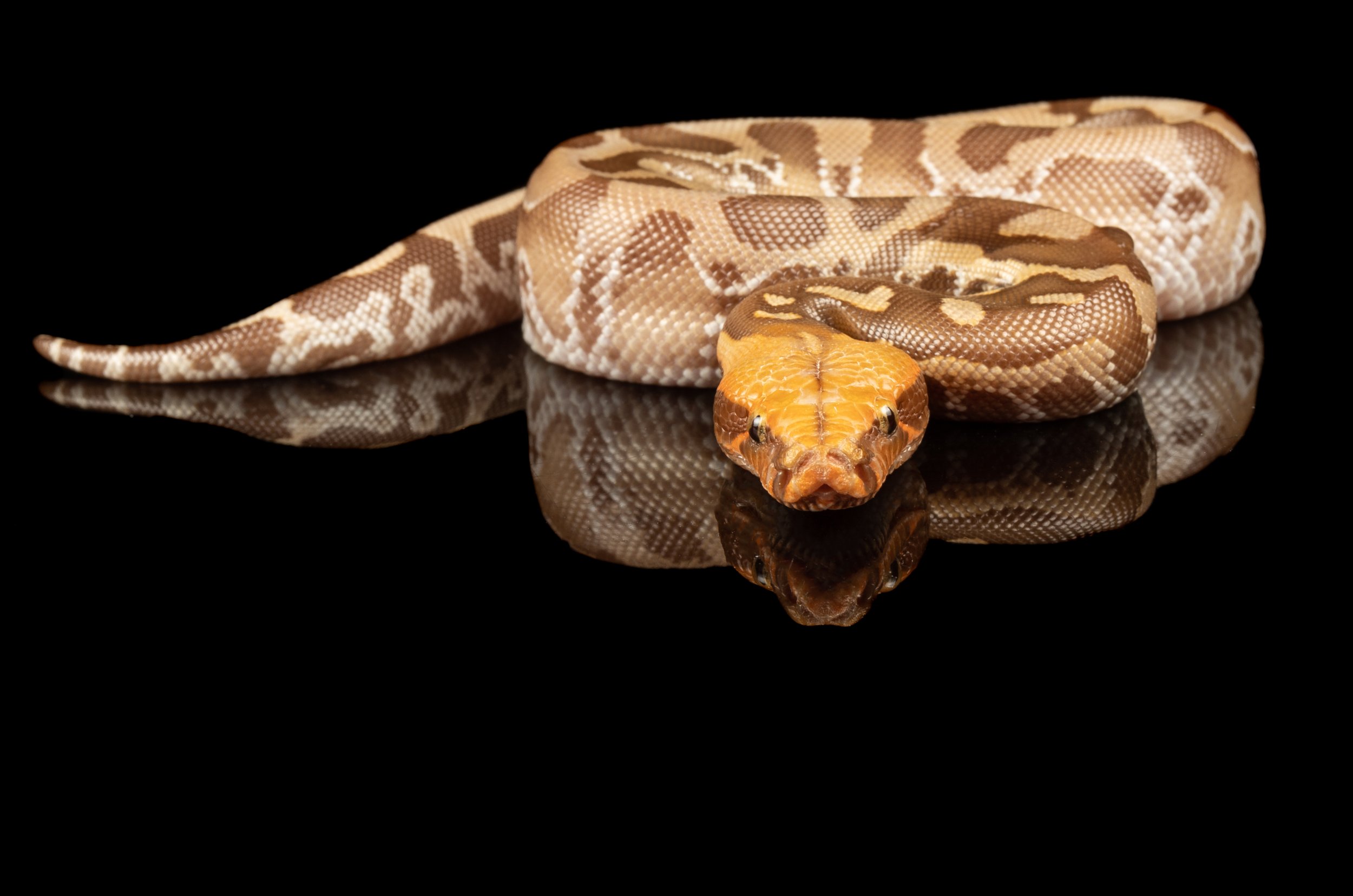 Caramel Albino Burmese Python