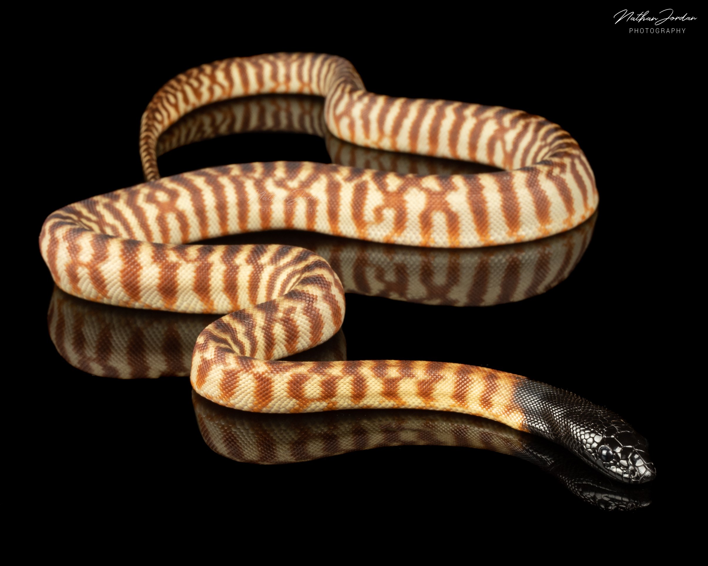 Black headed python ZHE 2023 2.jpg