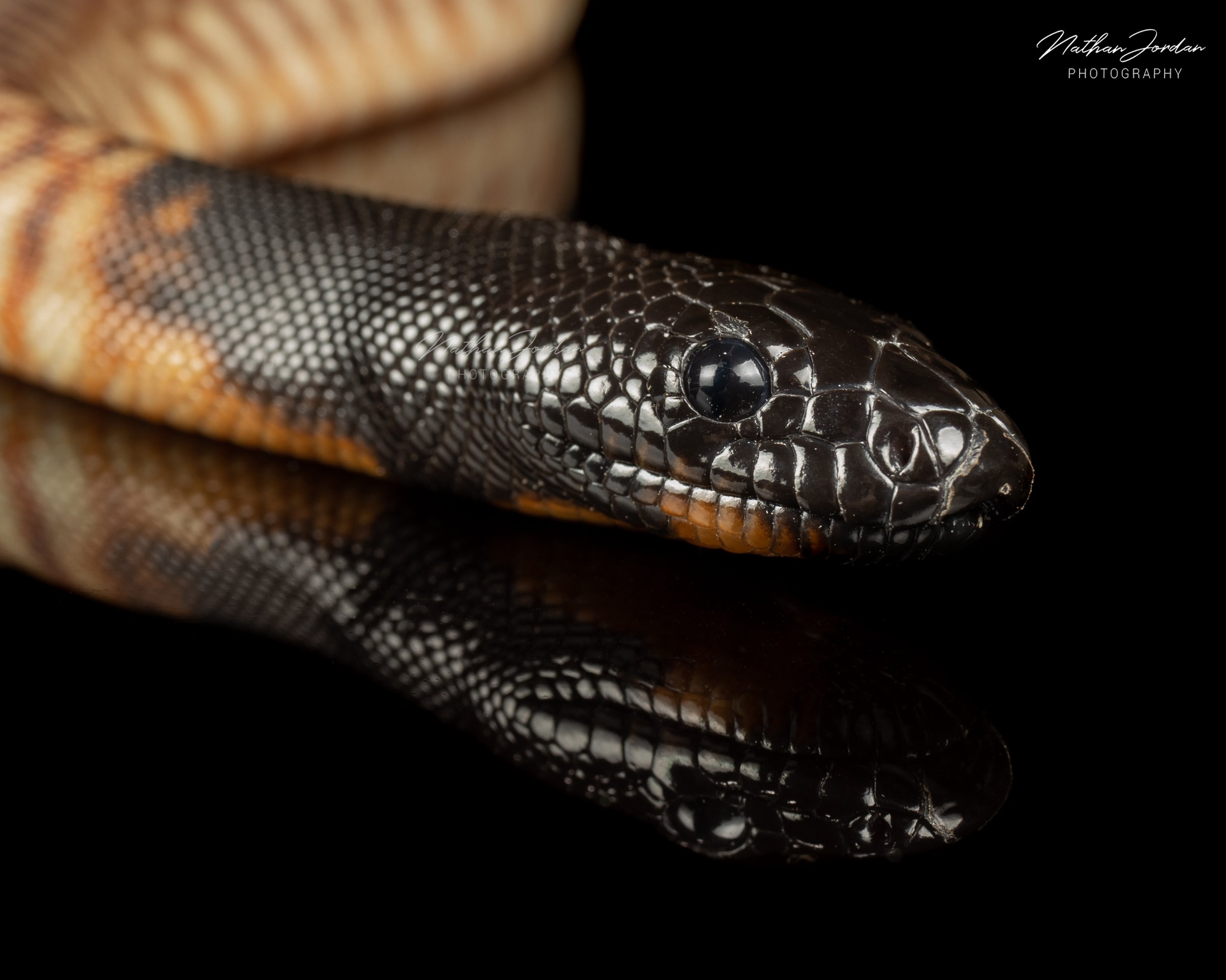 Black headed python ZHE 2023 6.jpg