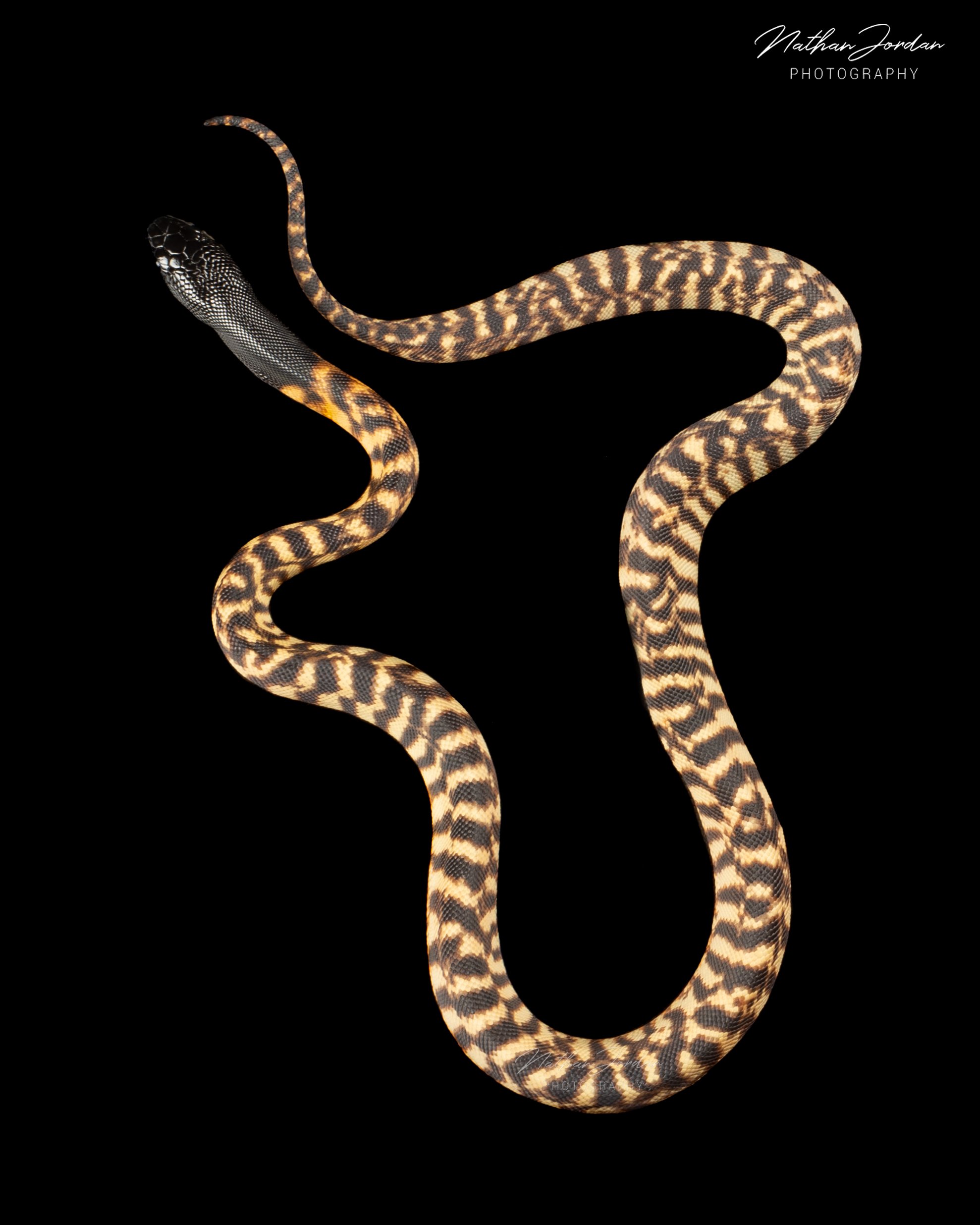 Black headed python ZHE 2023 7.jpg
