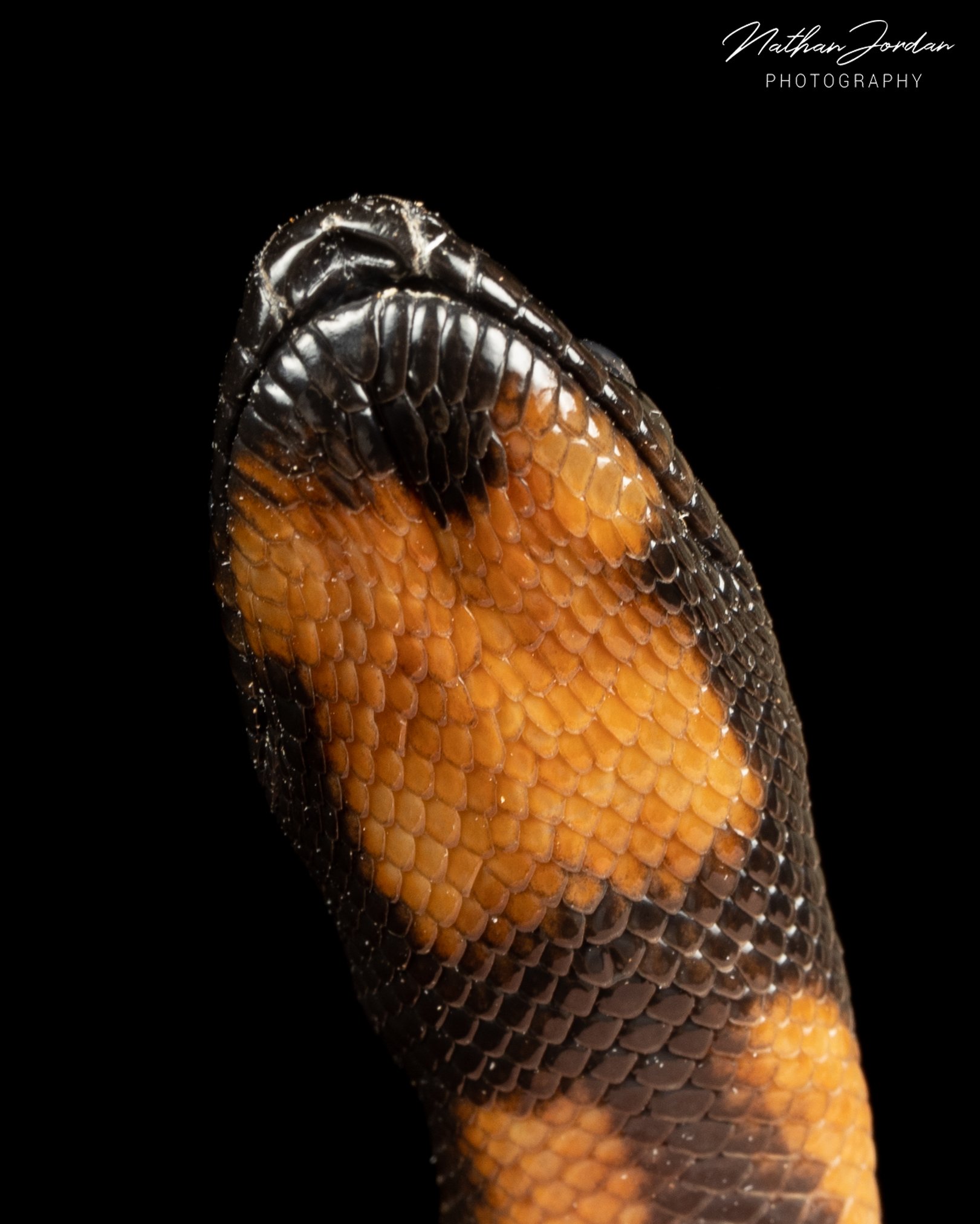 Black headed python ZHE 2023 9.jpg