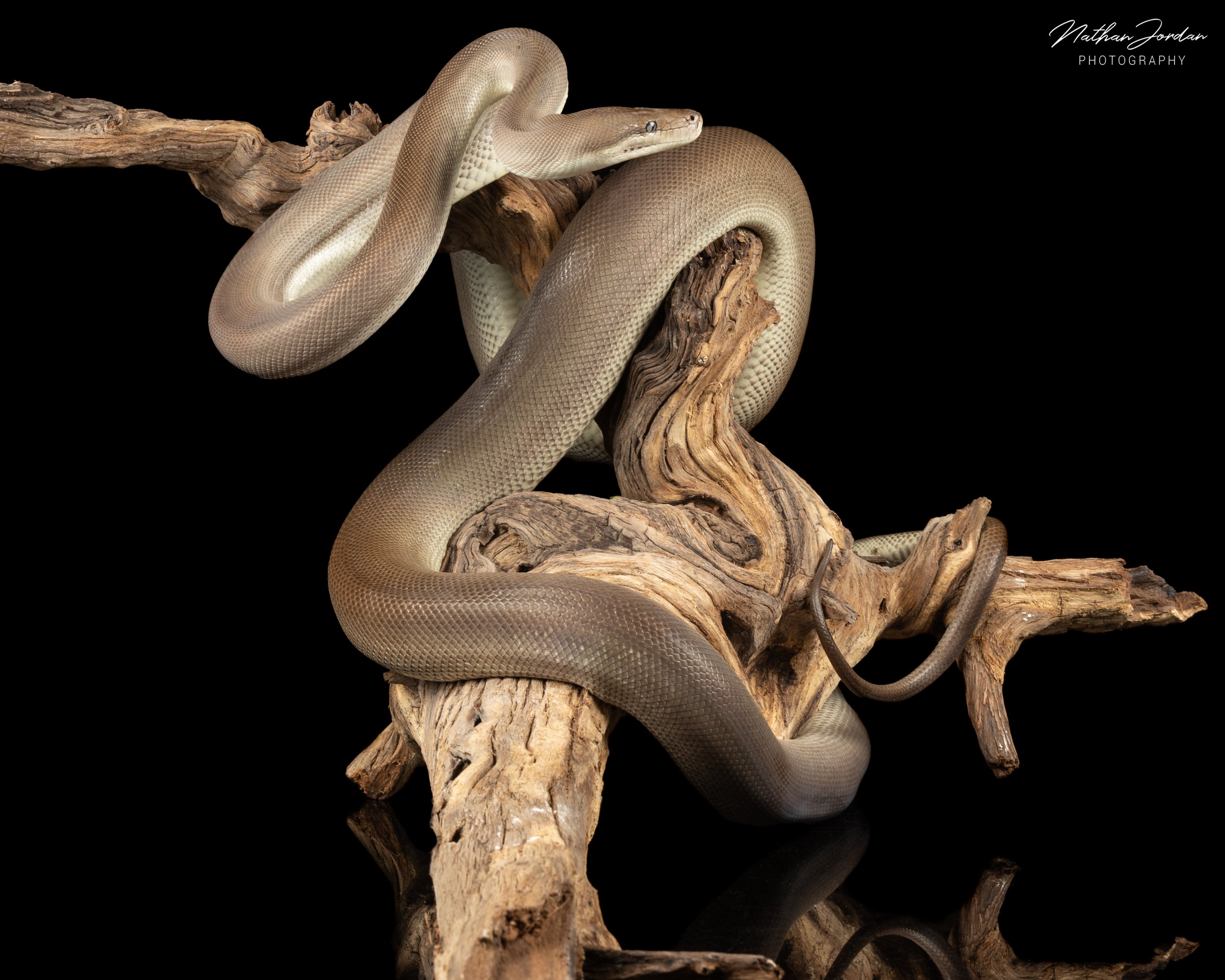 Olive python ZHE 3.jpg