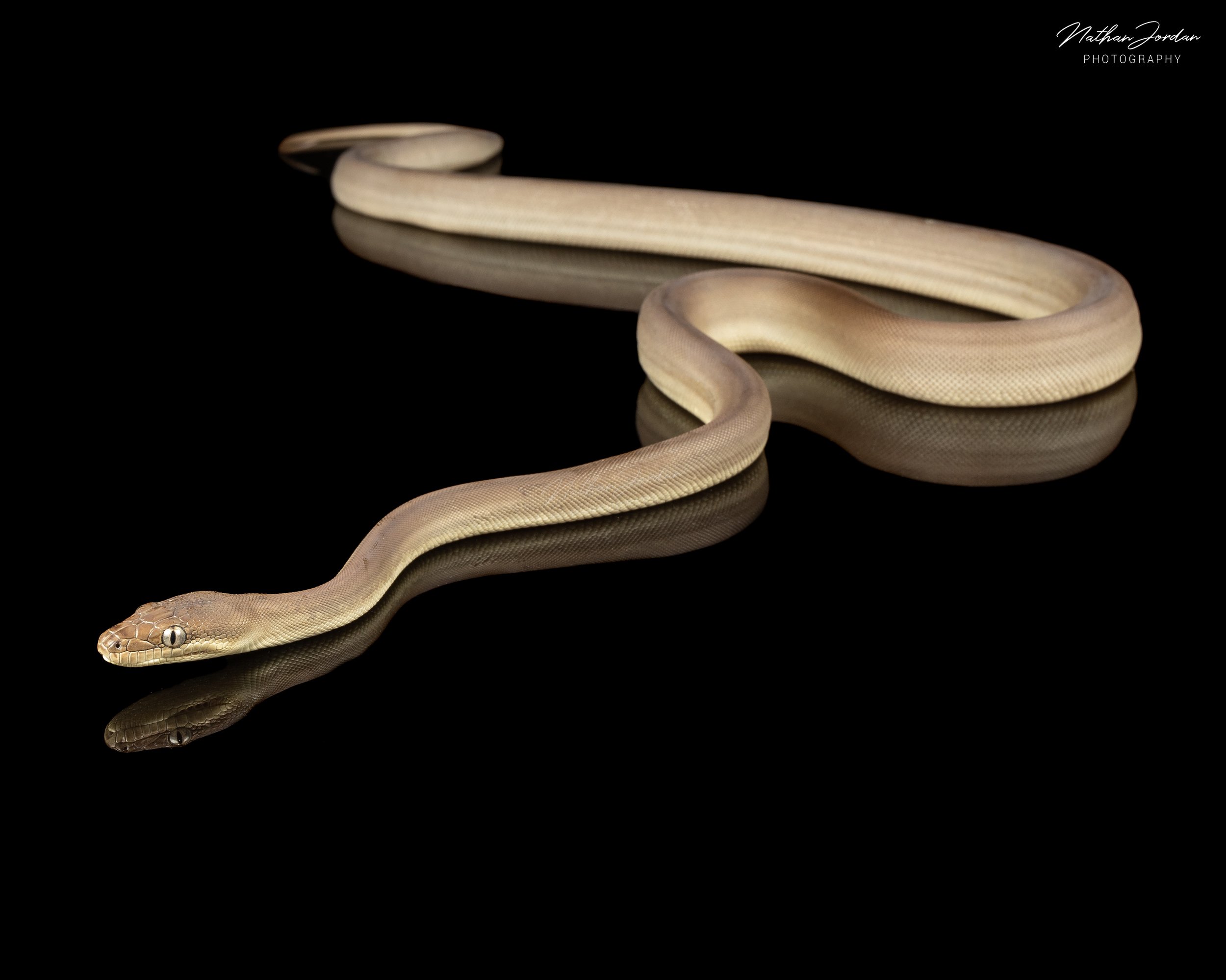 Olive python ZHE 7.jpg