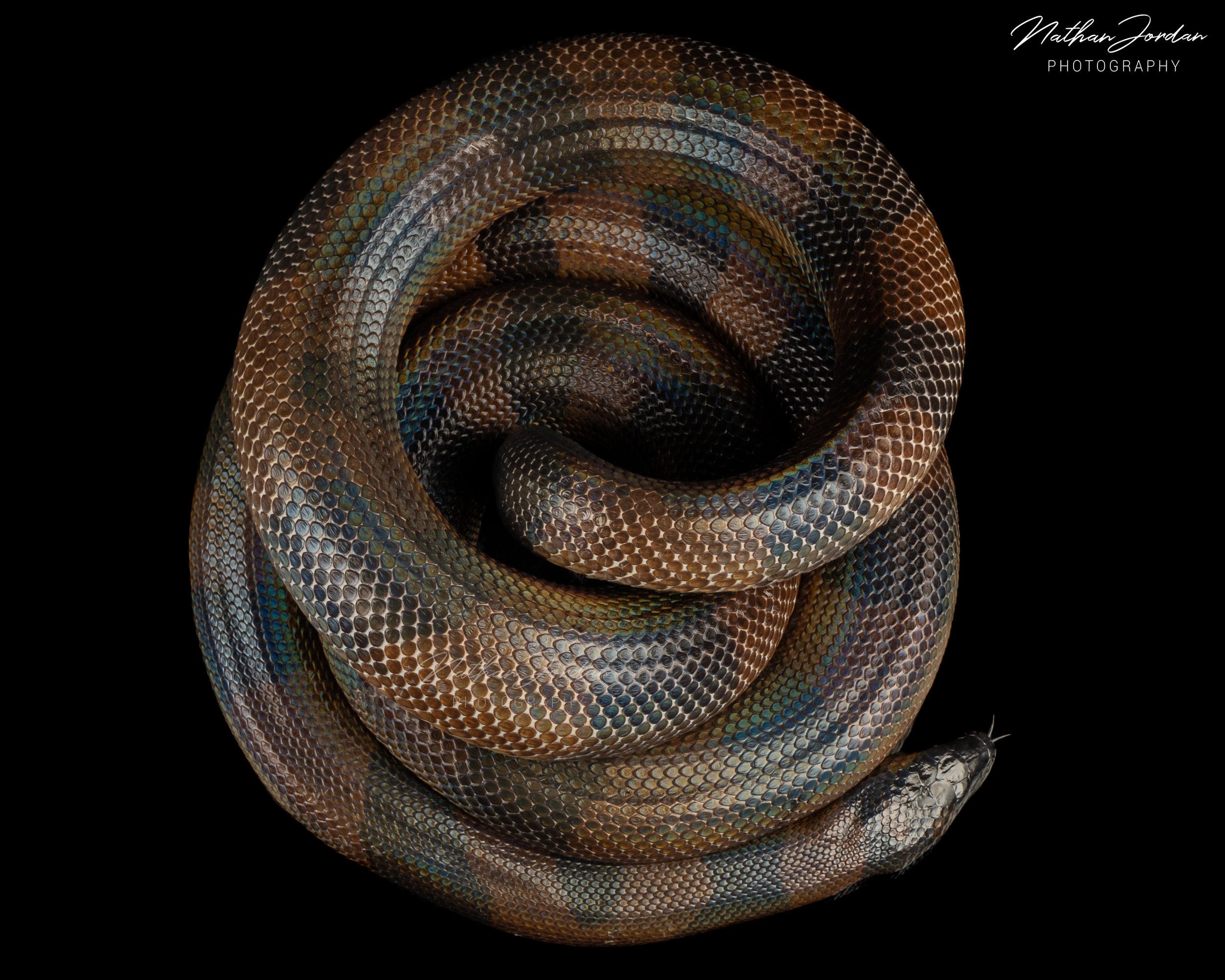 Ringed python ZHE 7.jpg