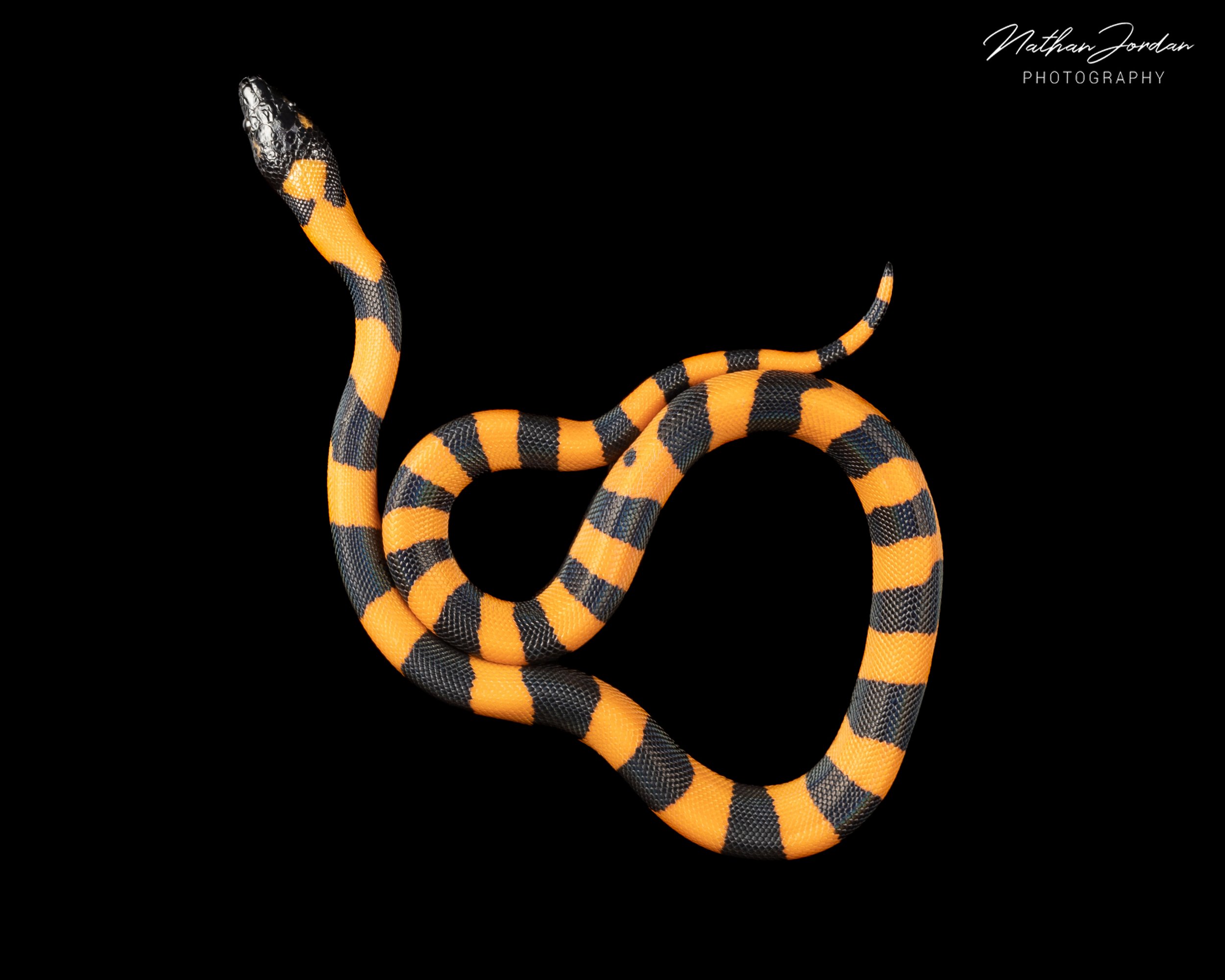 Ringed python ZHE 11.jpg