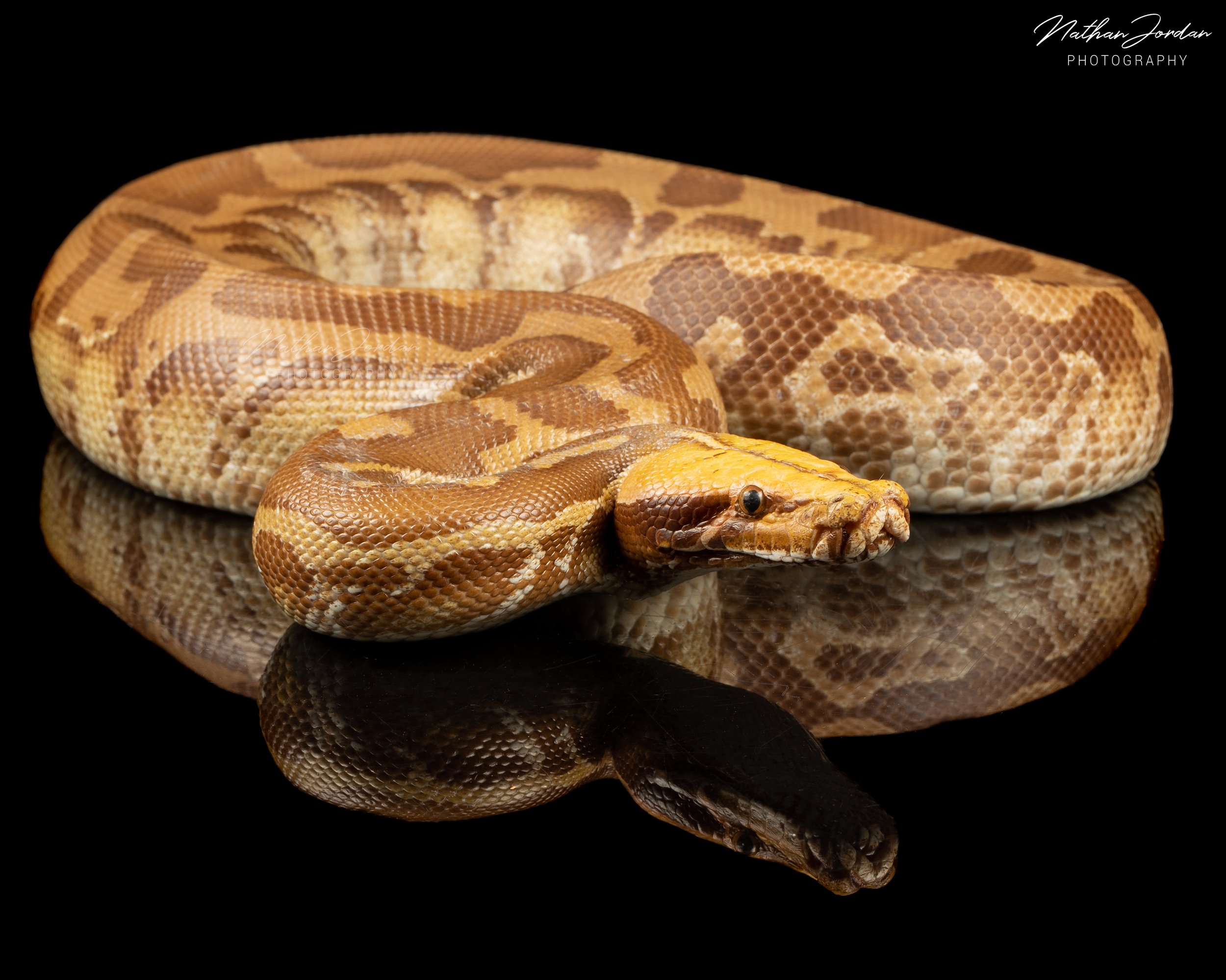 Sumatran short tail python ZHE 6.jpg