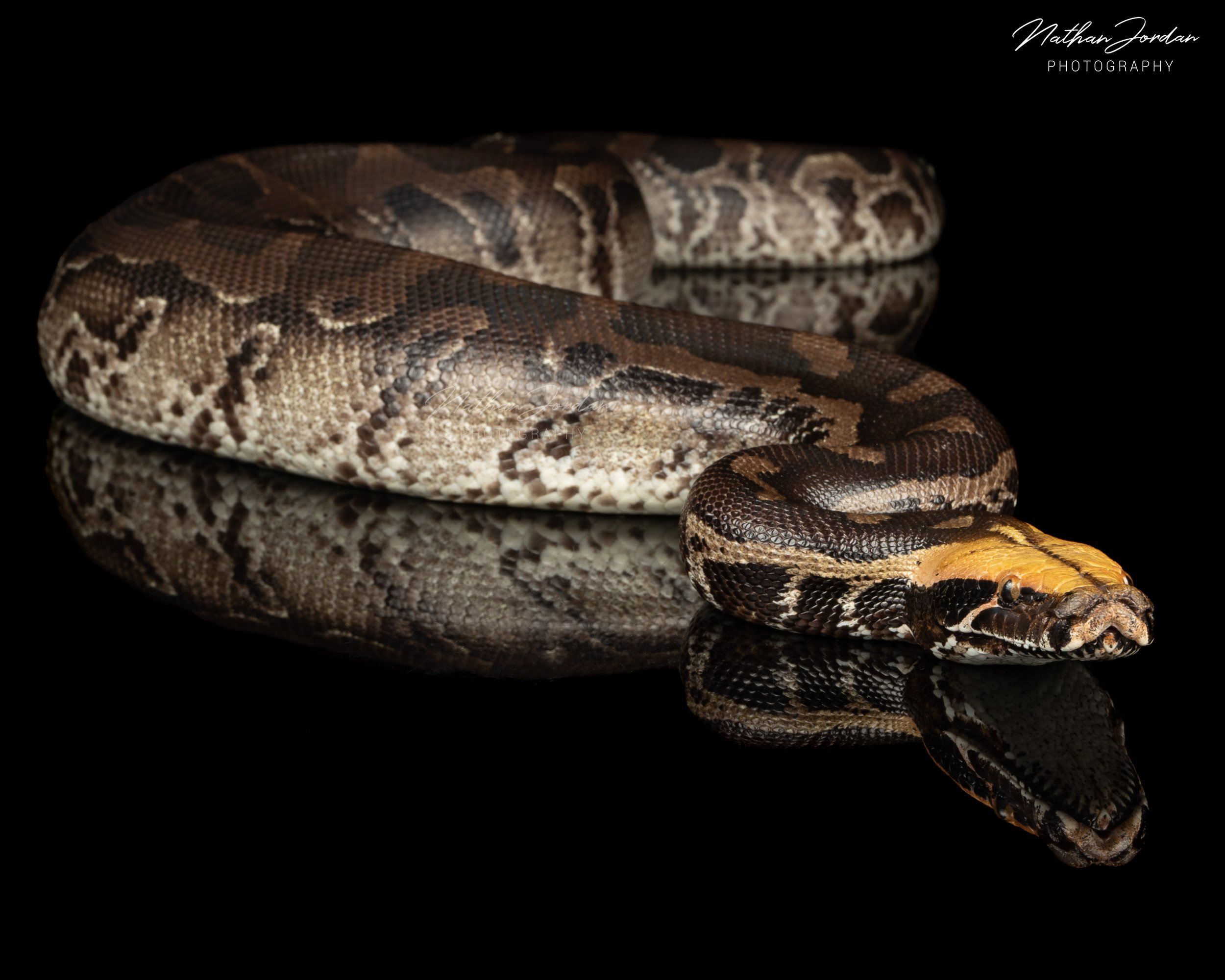 Sumatran short tailed python ZHE 1.jpg