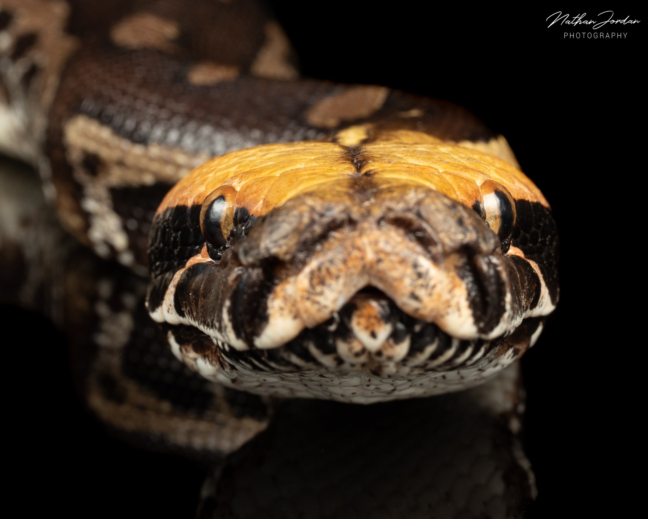 Sumatran short tailed python ZHE 2.jpg