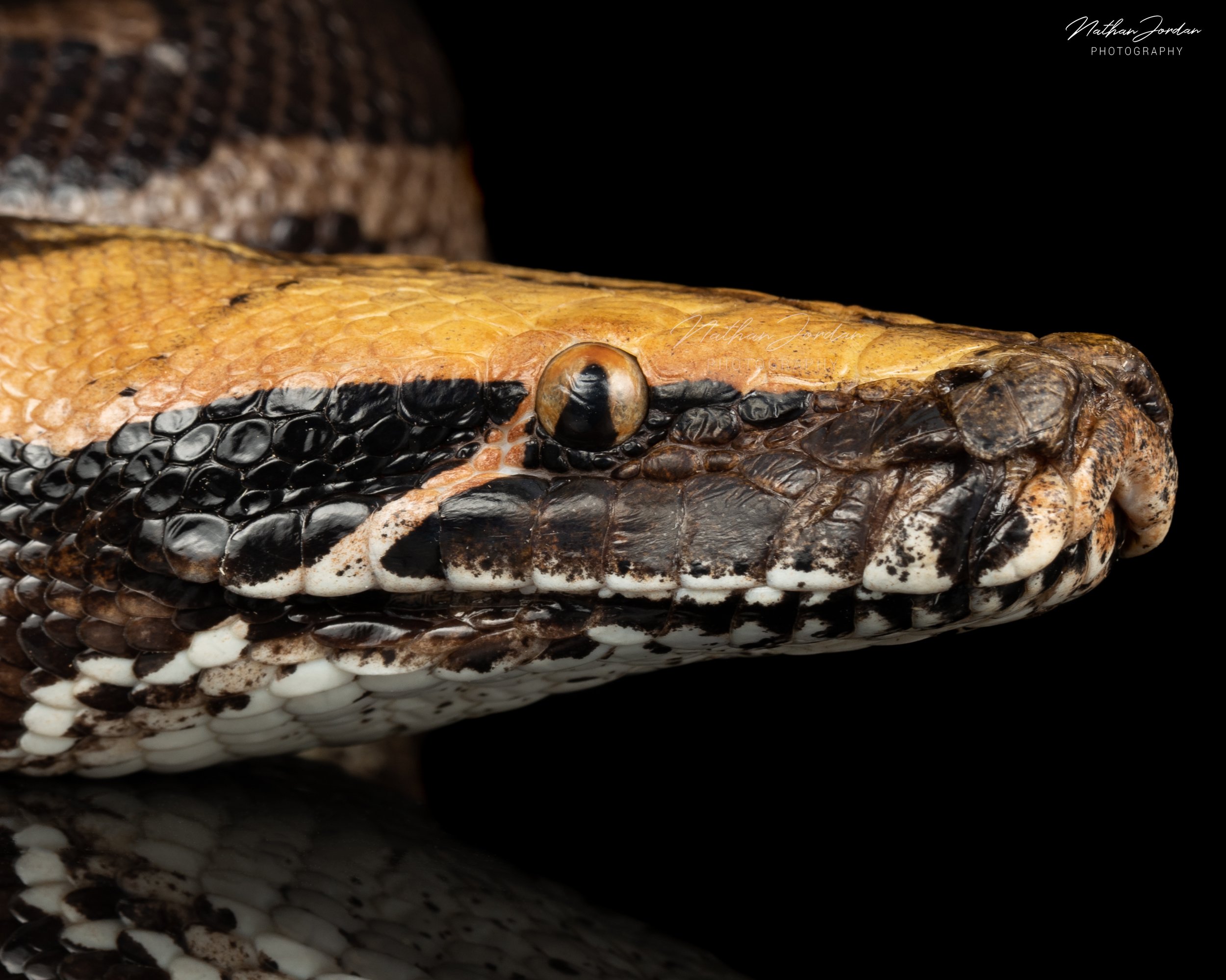 Sumatran short tailed python ZHE 3.jpg