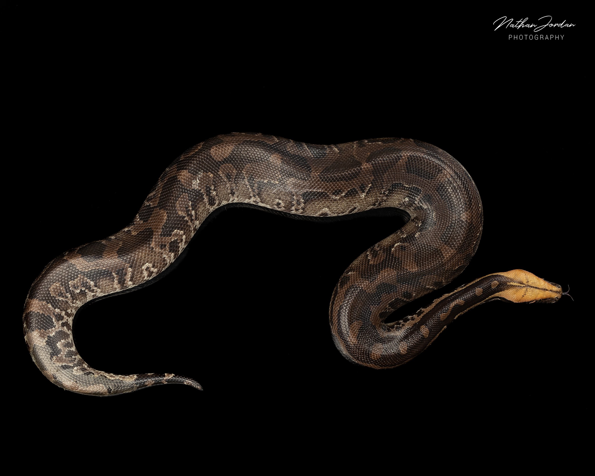 Sumatran short tailed python ZHE 5.jpg