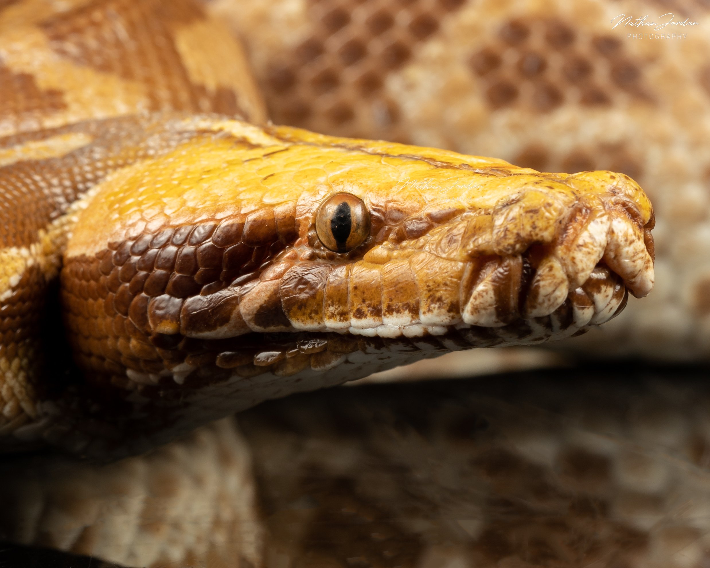Sumatran short tailed python ZHE 7.jpg