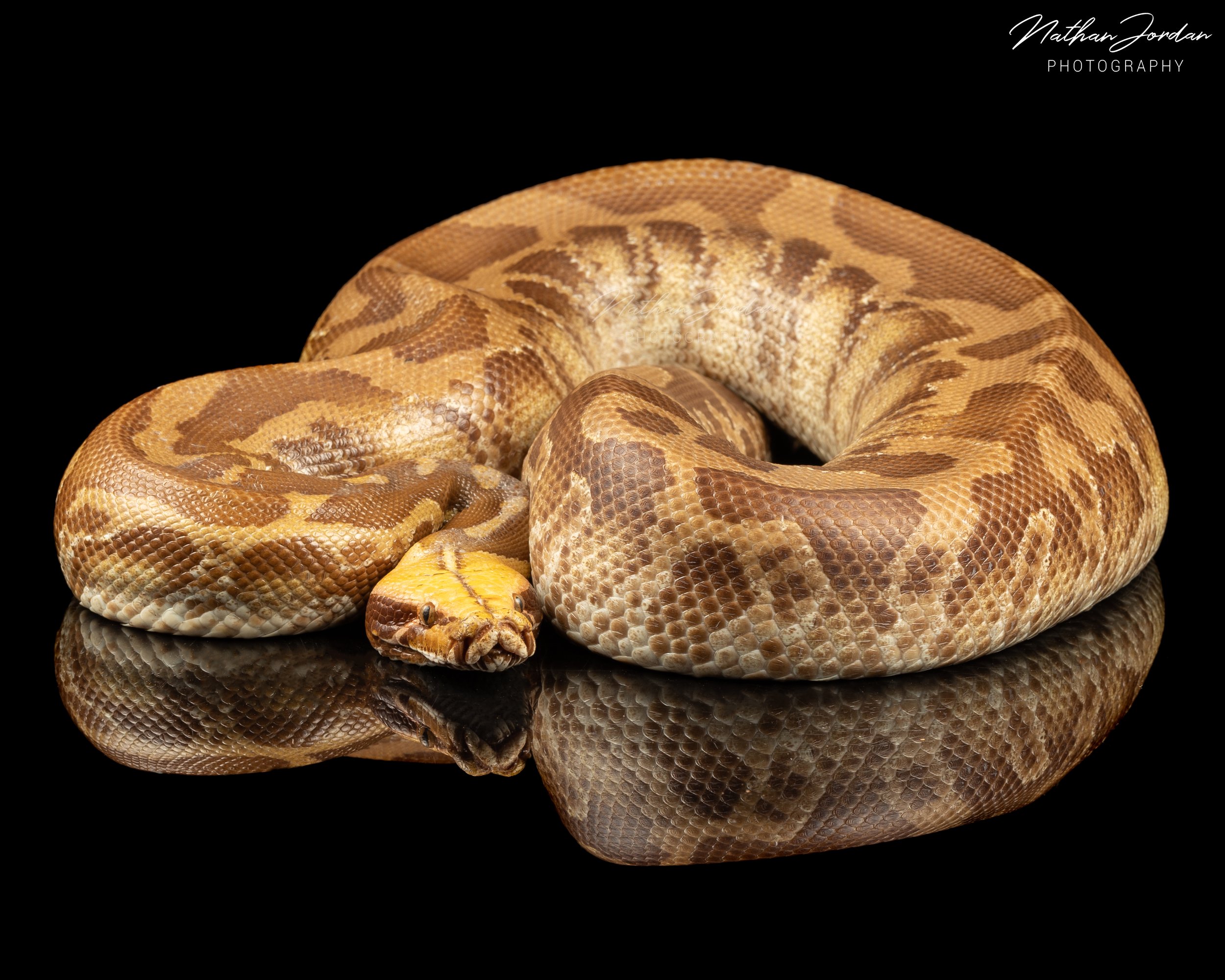 Sumatran short tailed python ZHE 9.jpg