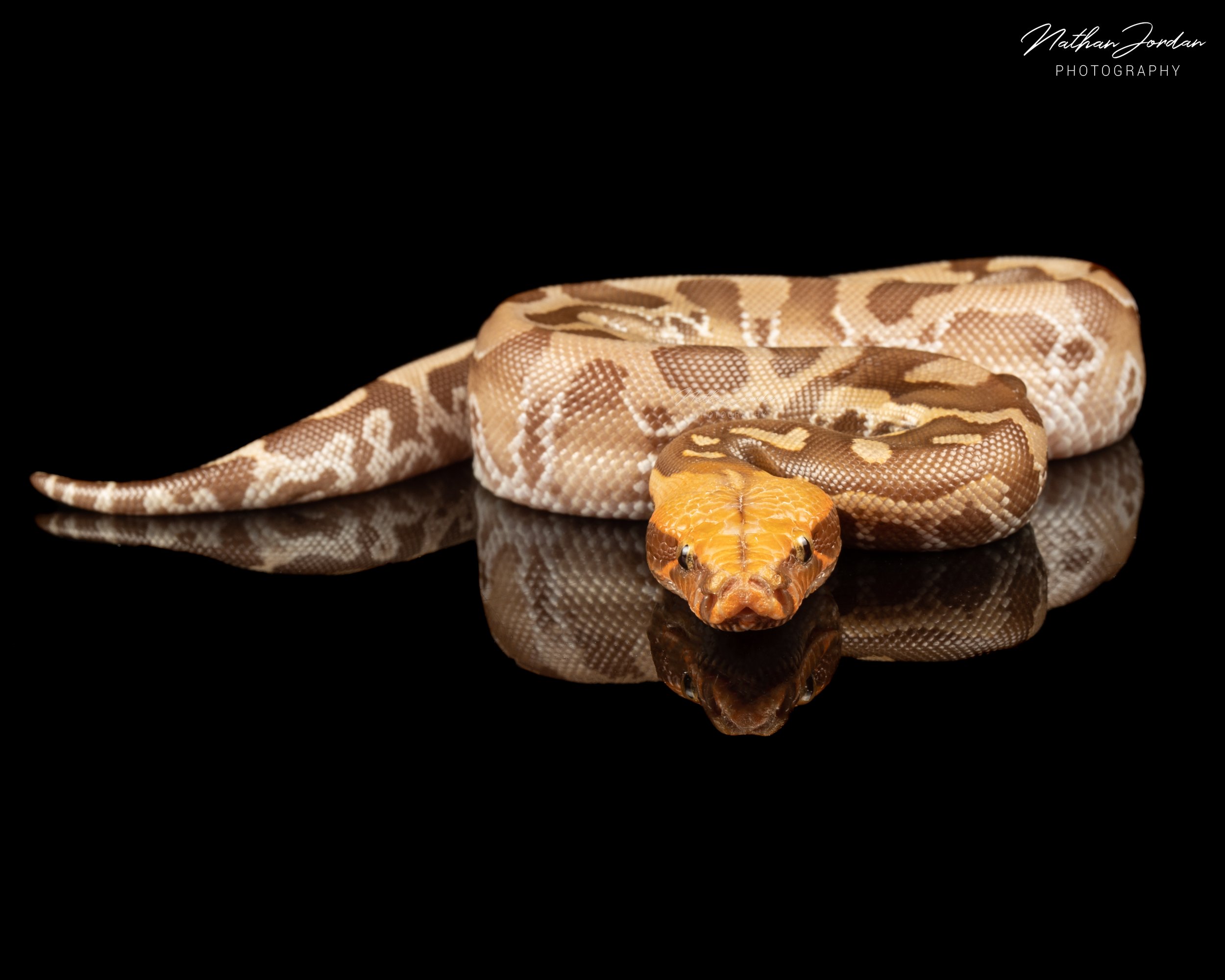Sumatran short tailed python ZHE 12.jpg