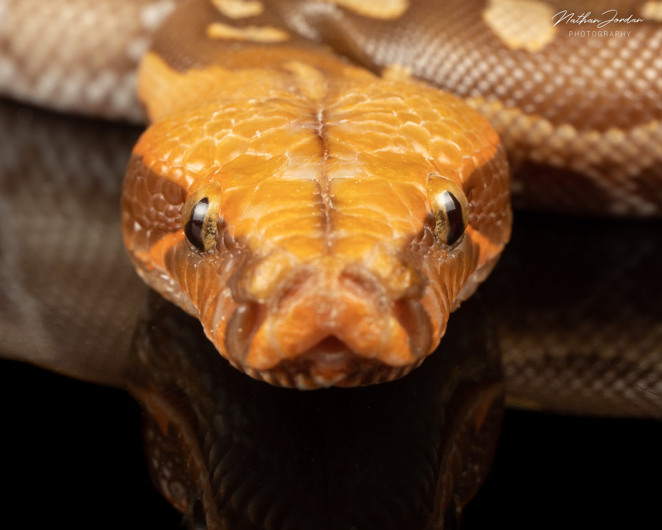 Sumatran short tailed python ZHE 13.jpg