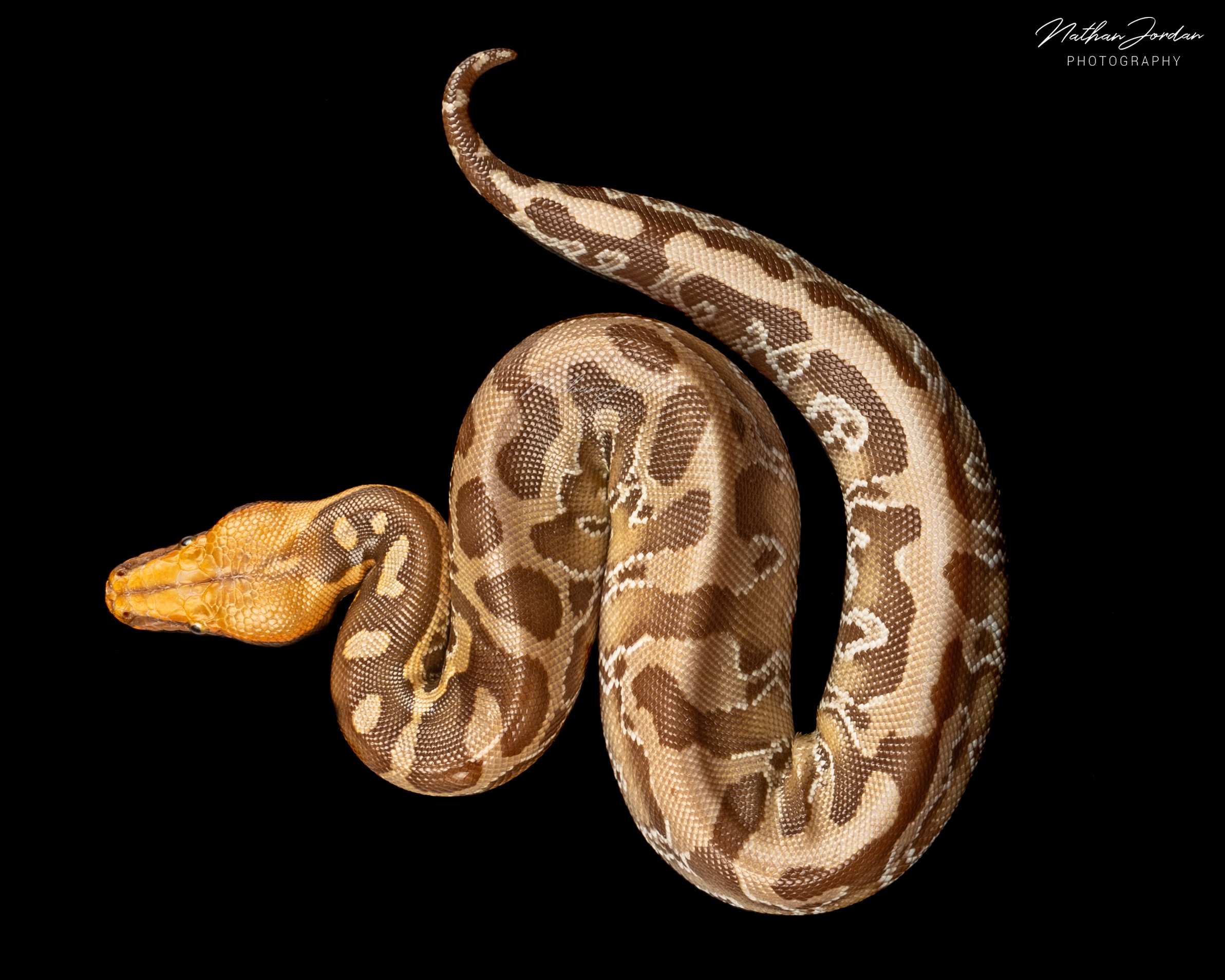 Sumatran short tailed python ZHE 14.jpg