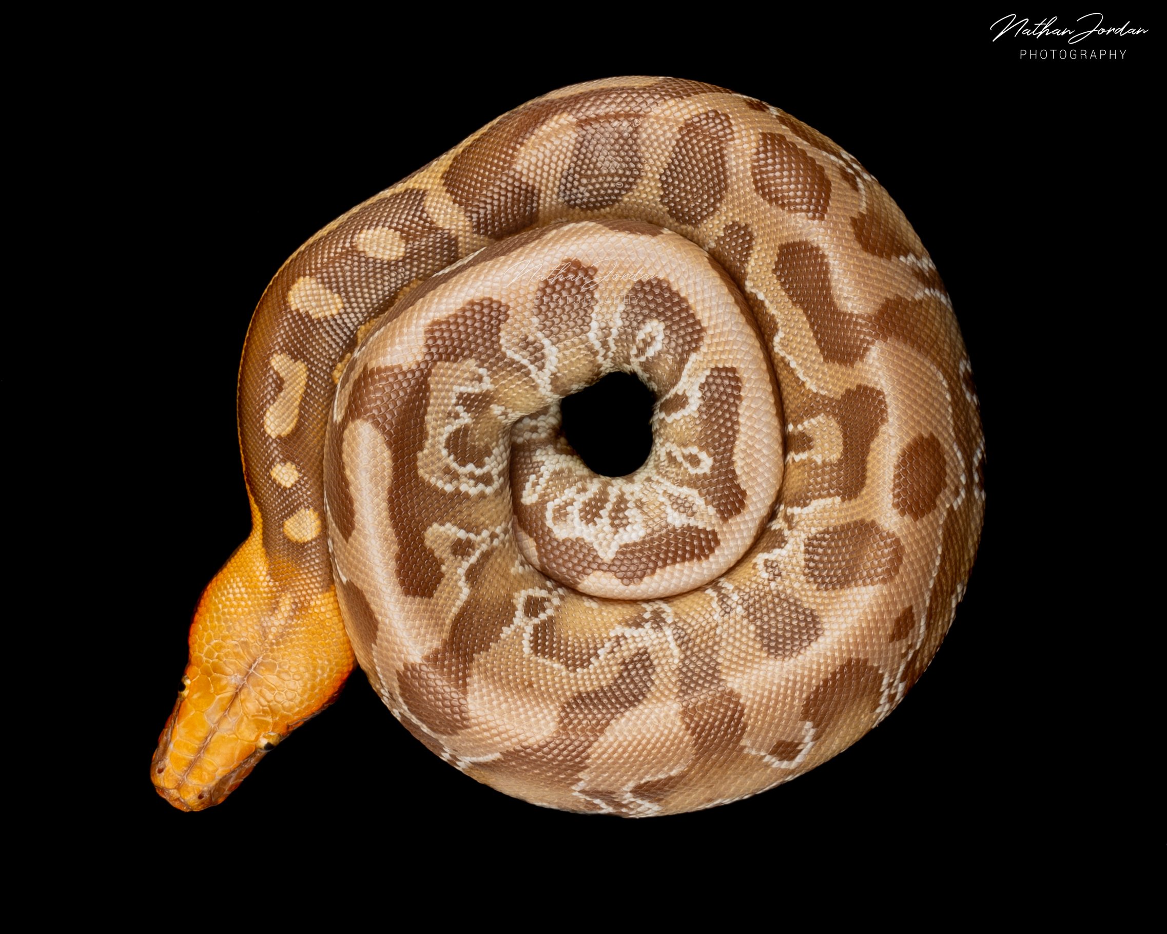Sumatran short tailed python ZHE 16.jpg