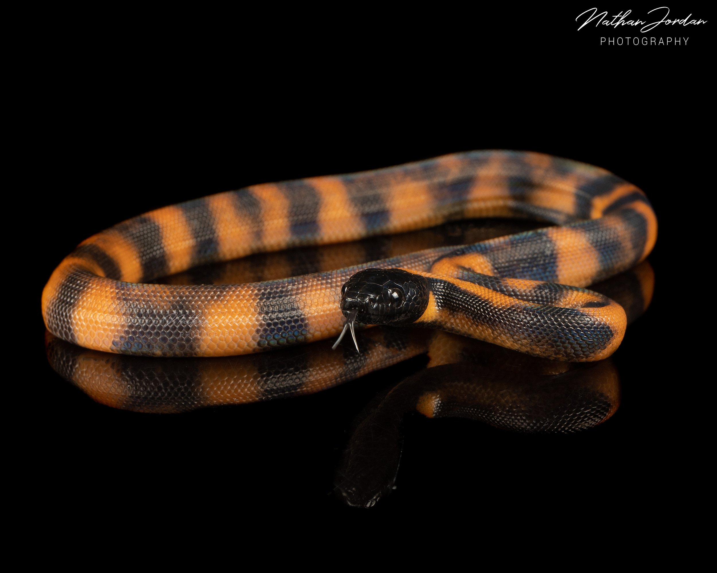 Bismarck Ringed Pythons — Zion Hill Exotics