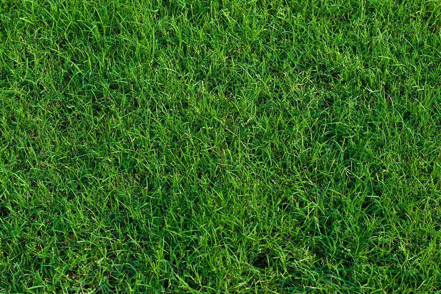 bermuda grass