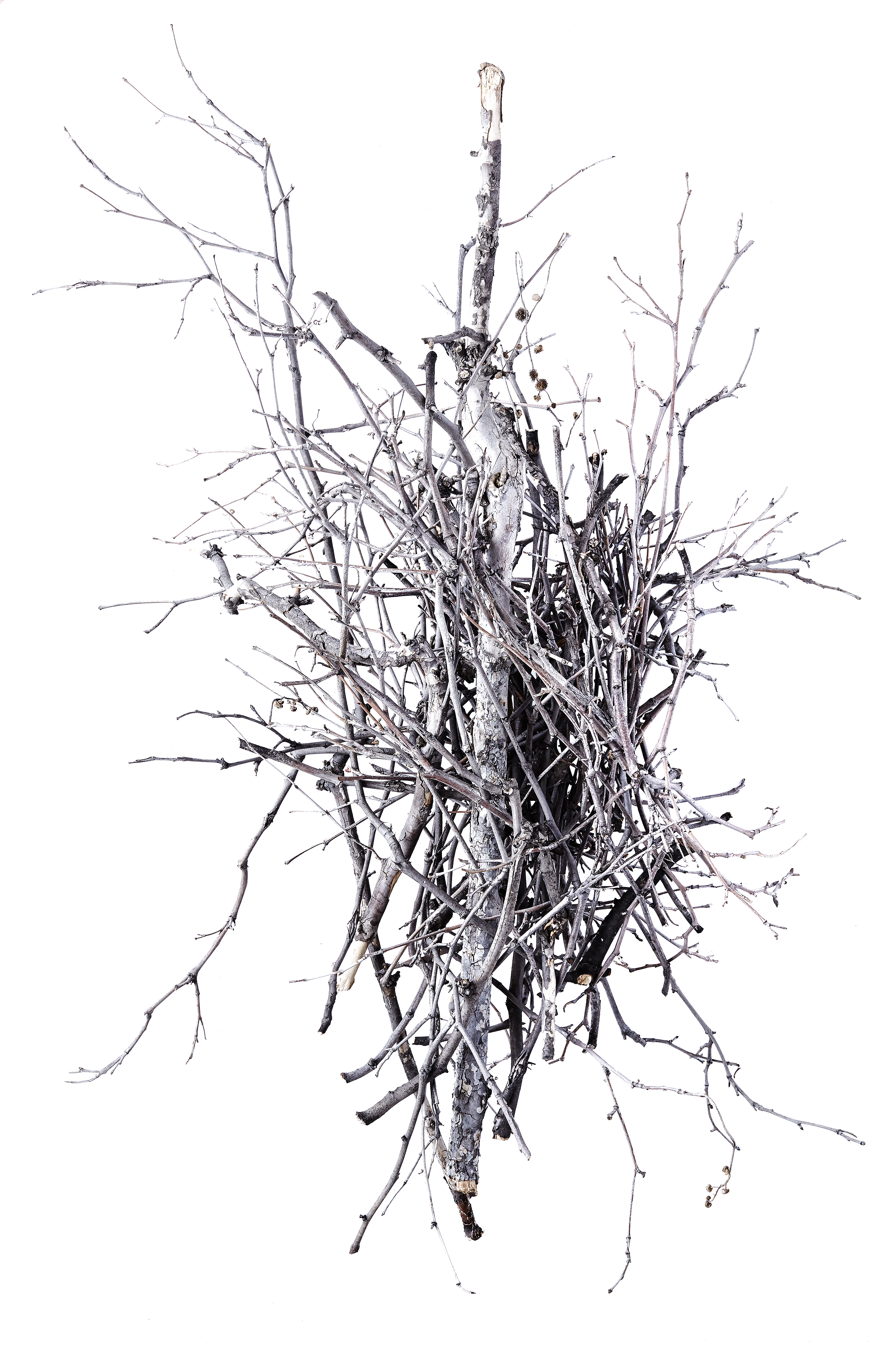 10_treebranch.png