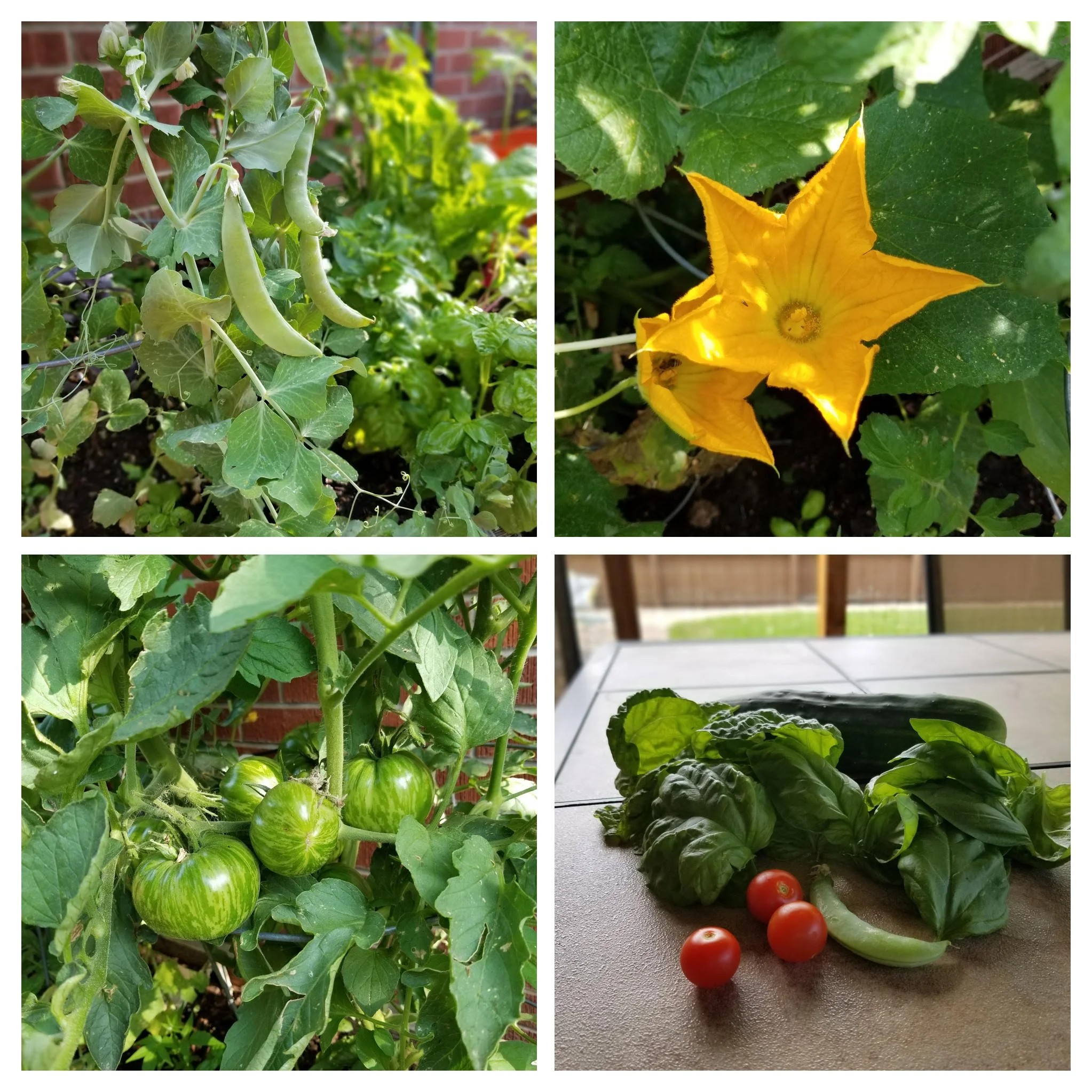 How Does Your Garden Grow?