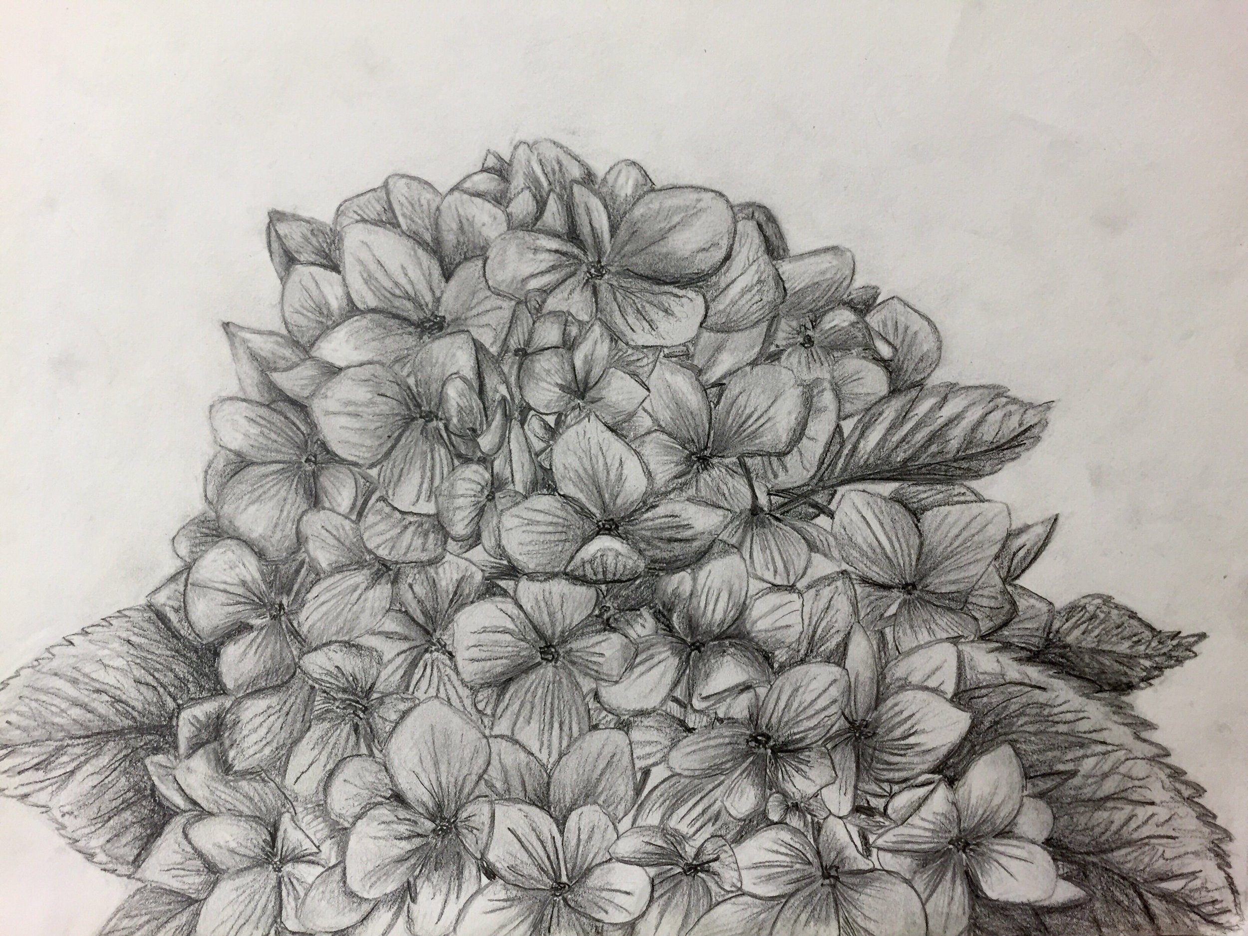 Hortensia