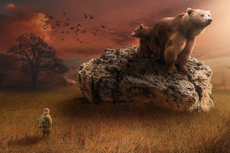 Curs de conectare cu animalele de putere