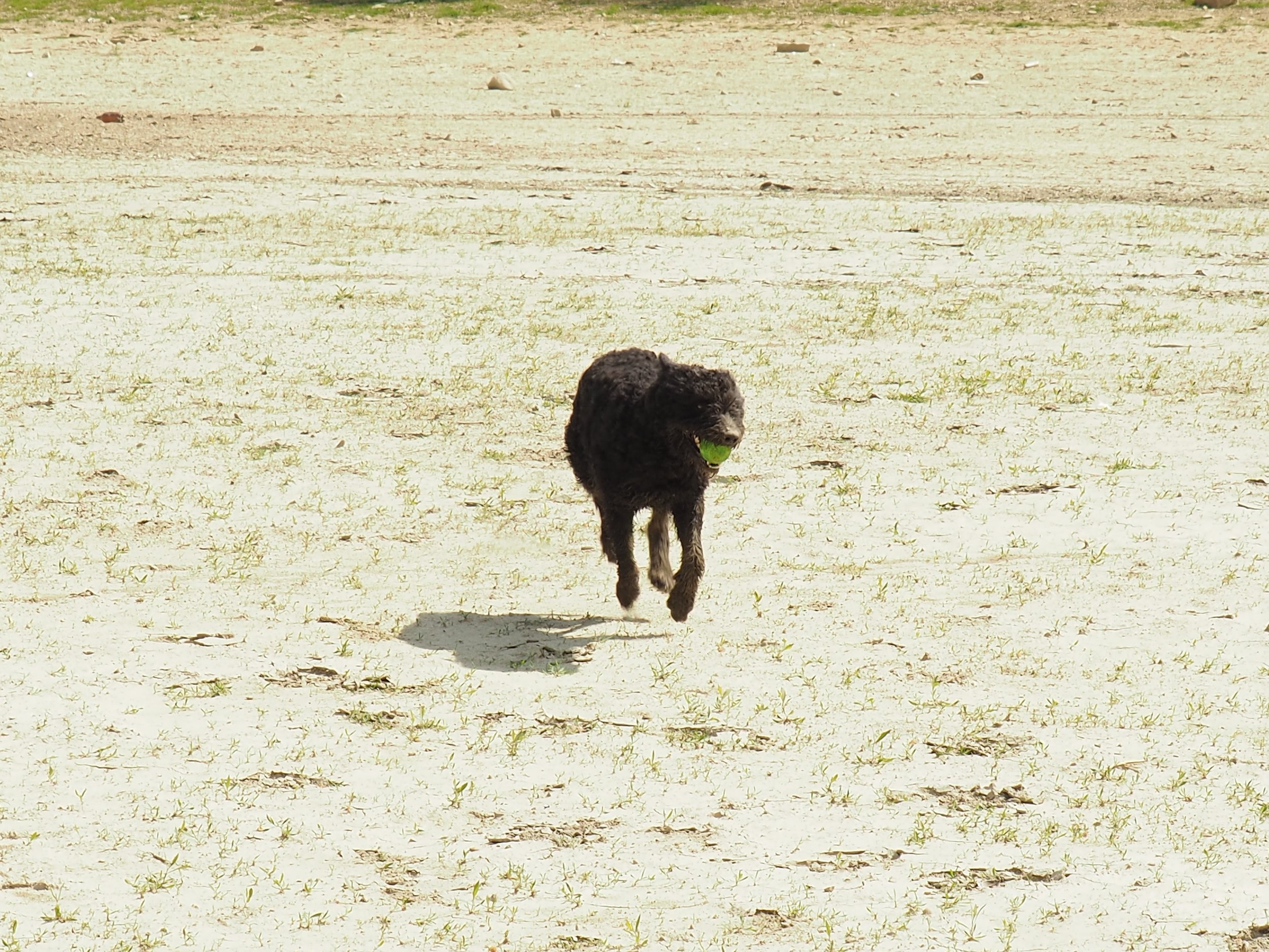 Cum să fii stăpân(it) de câine 