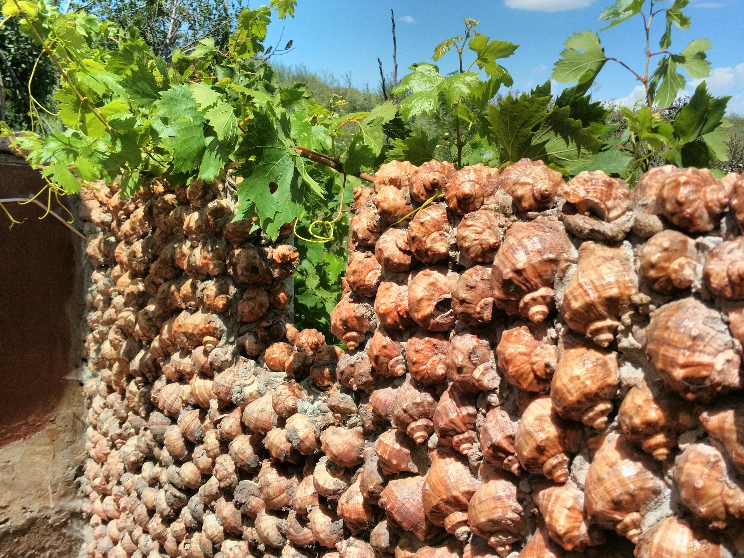 Zidul recunoașterii.jpg (Copy)