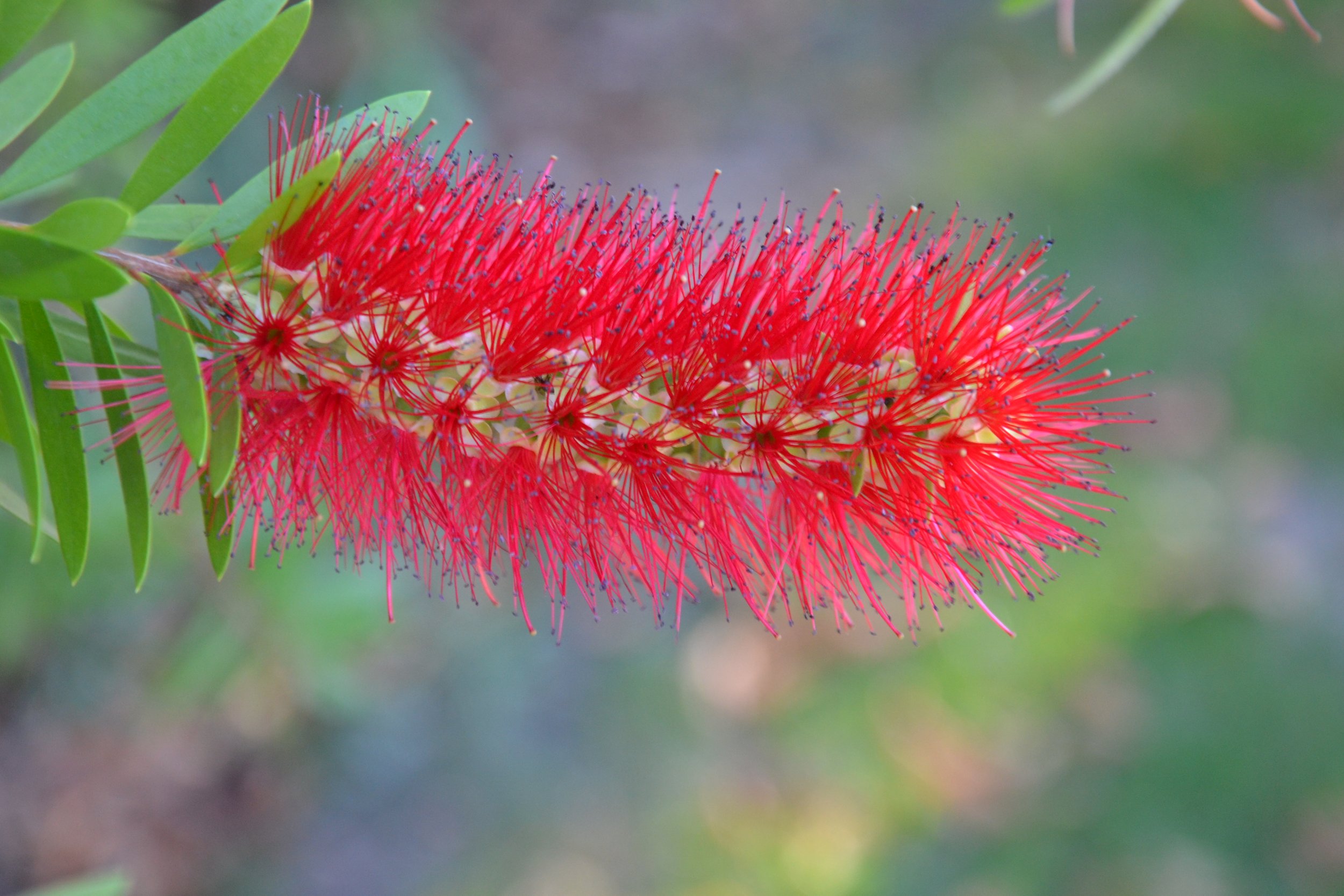 Inflorescență (Copy)