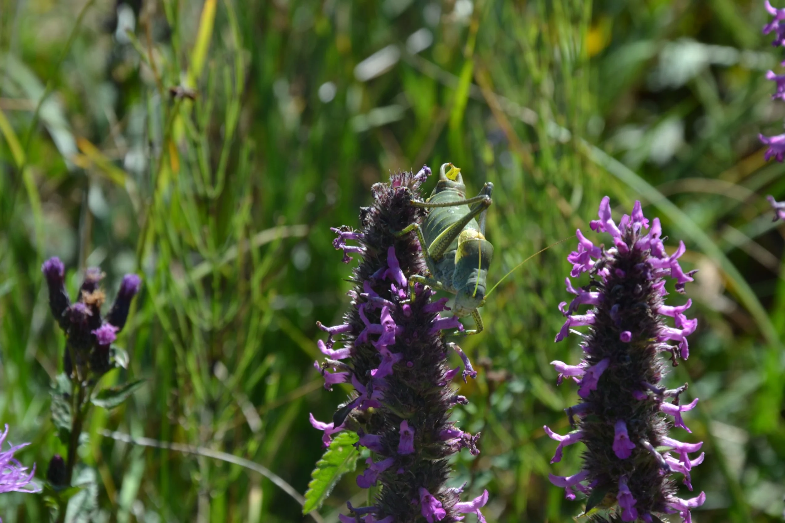 Îmbrățișare (Copy)