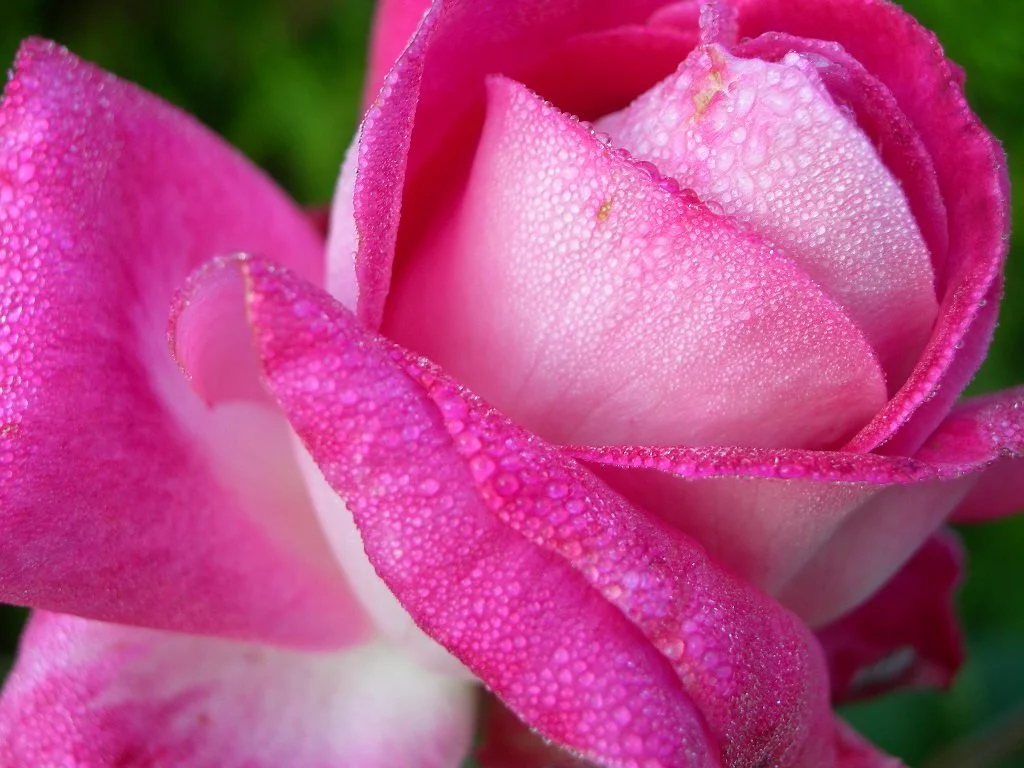 trandafir picaturi.JPG (Copy)