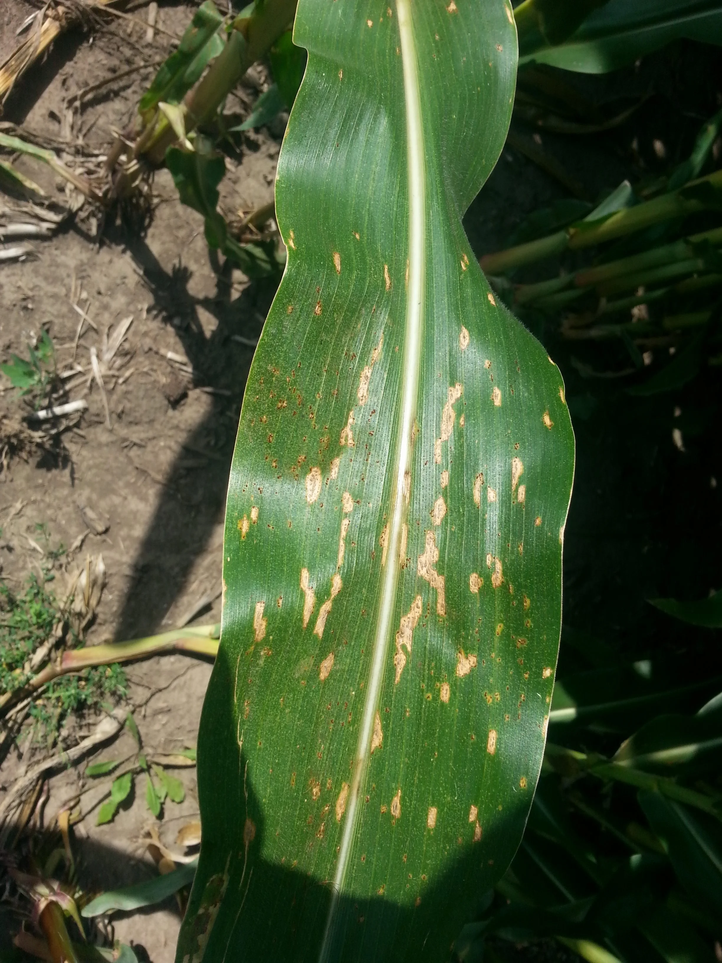 Puccinia sorgi common rust on maize