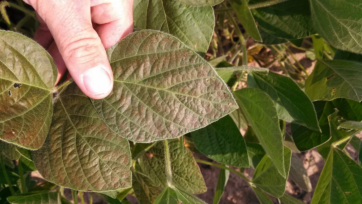 Cercospora Leaf Blight on soybeans
