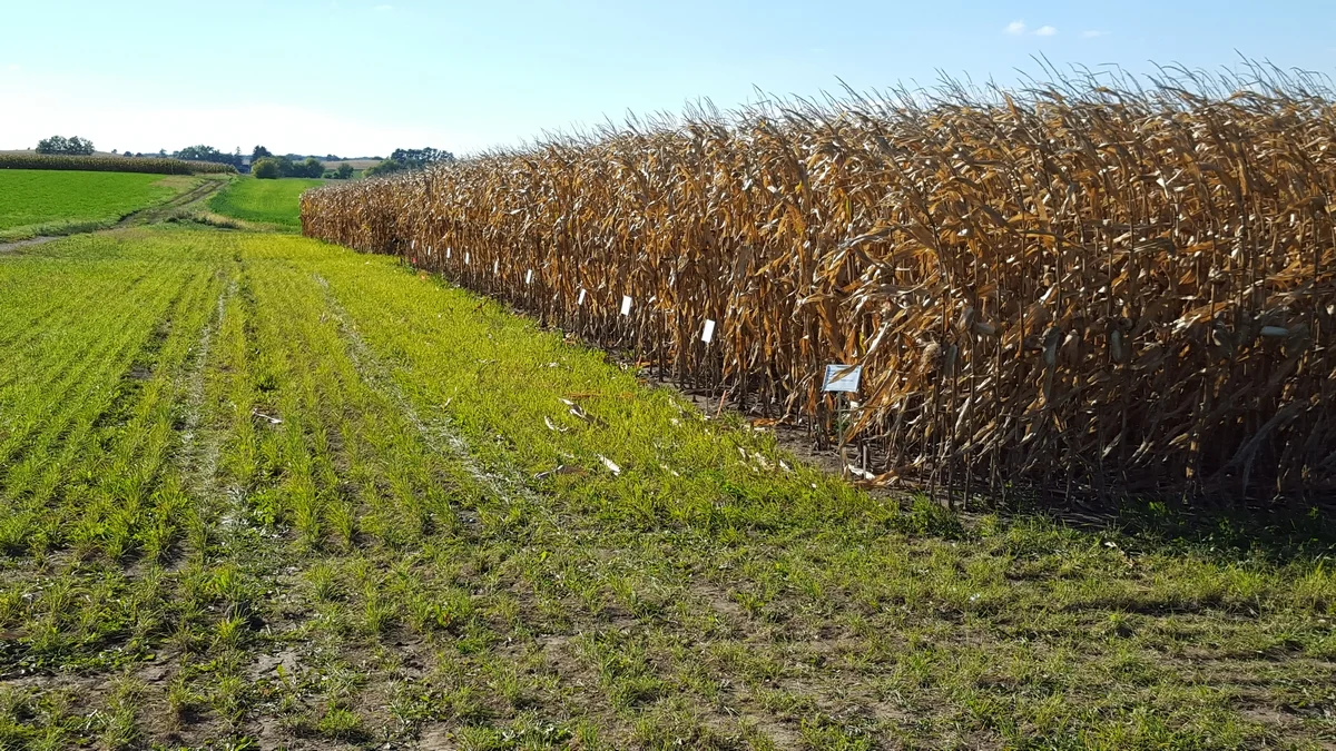 Corn Demonstration Plot