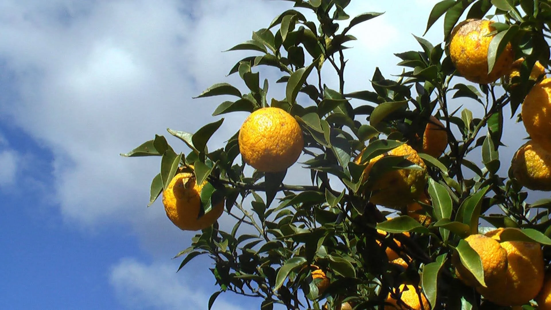 Shibata-Brewery-Sake-9