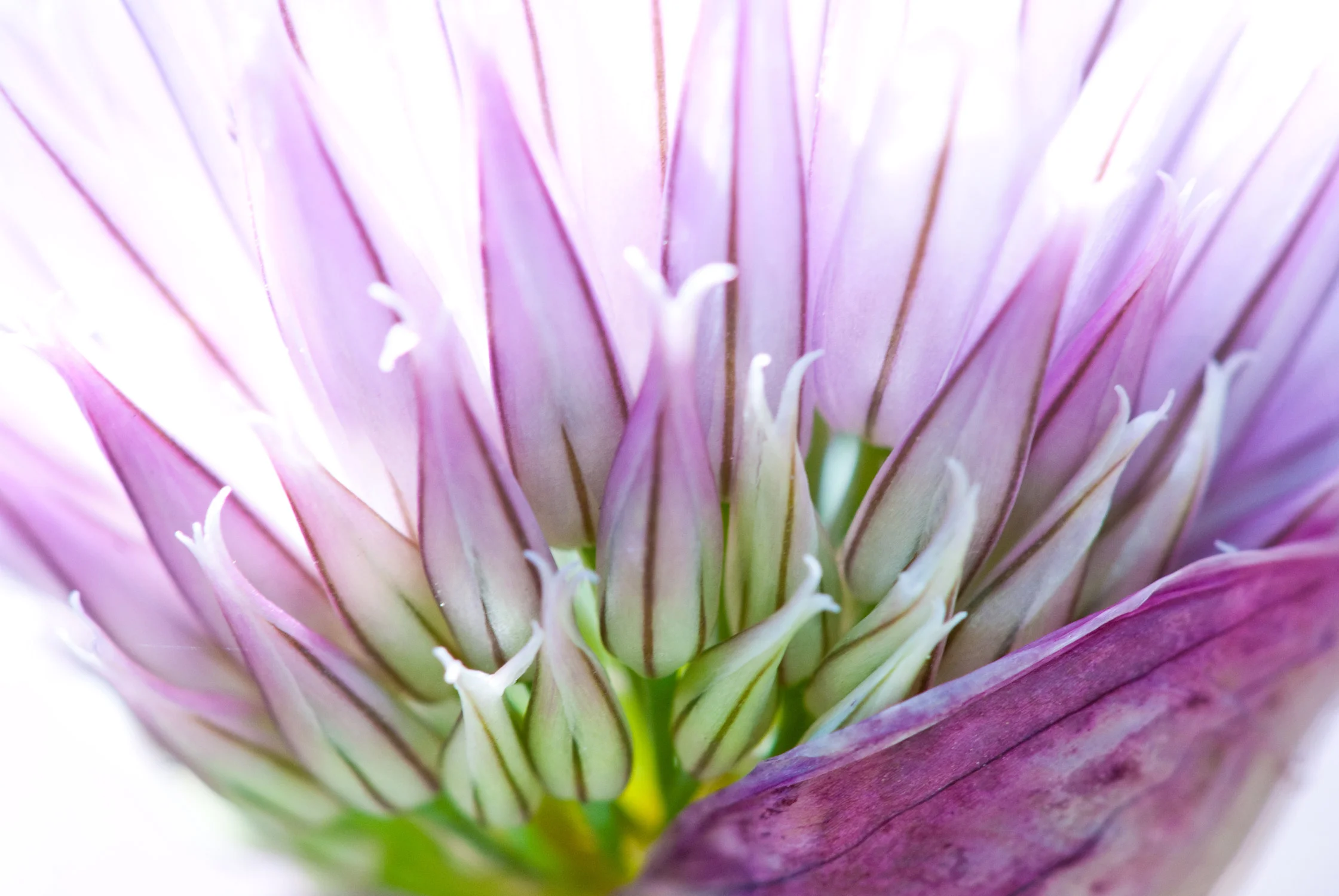 chives-web.jpg