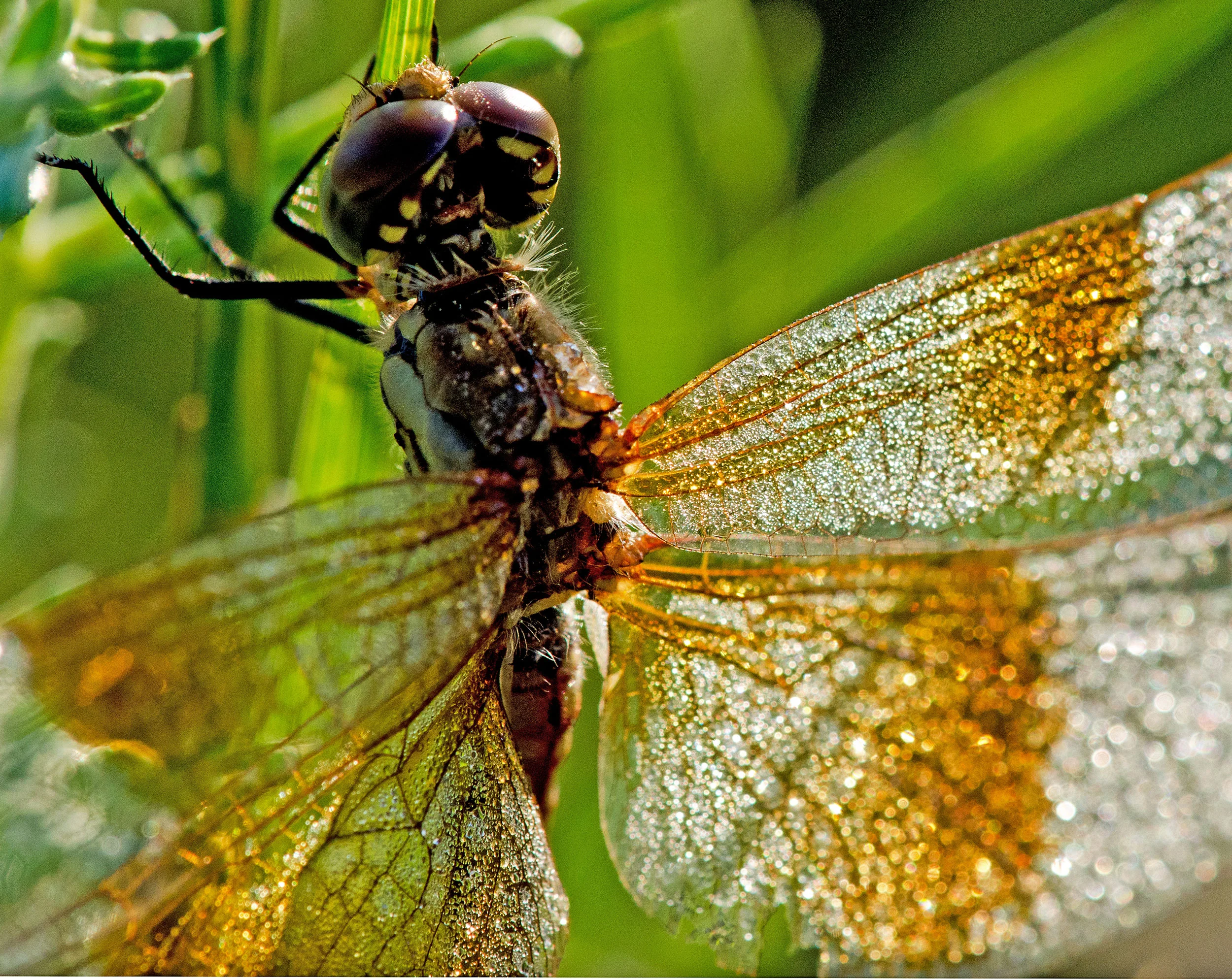 a-summer-of-dragonflys-web.jpg