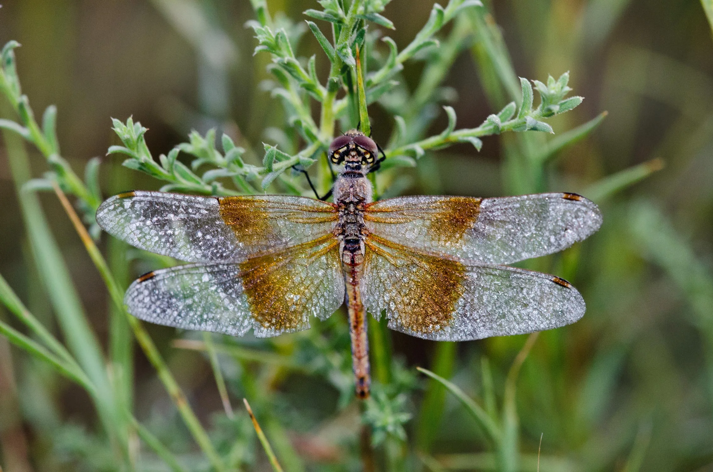 dragonflyweb.jpg